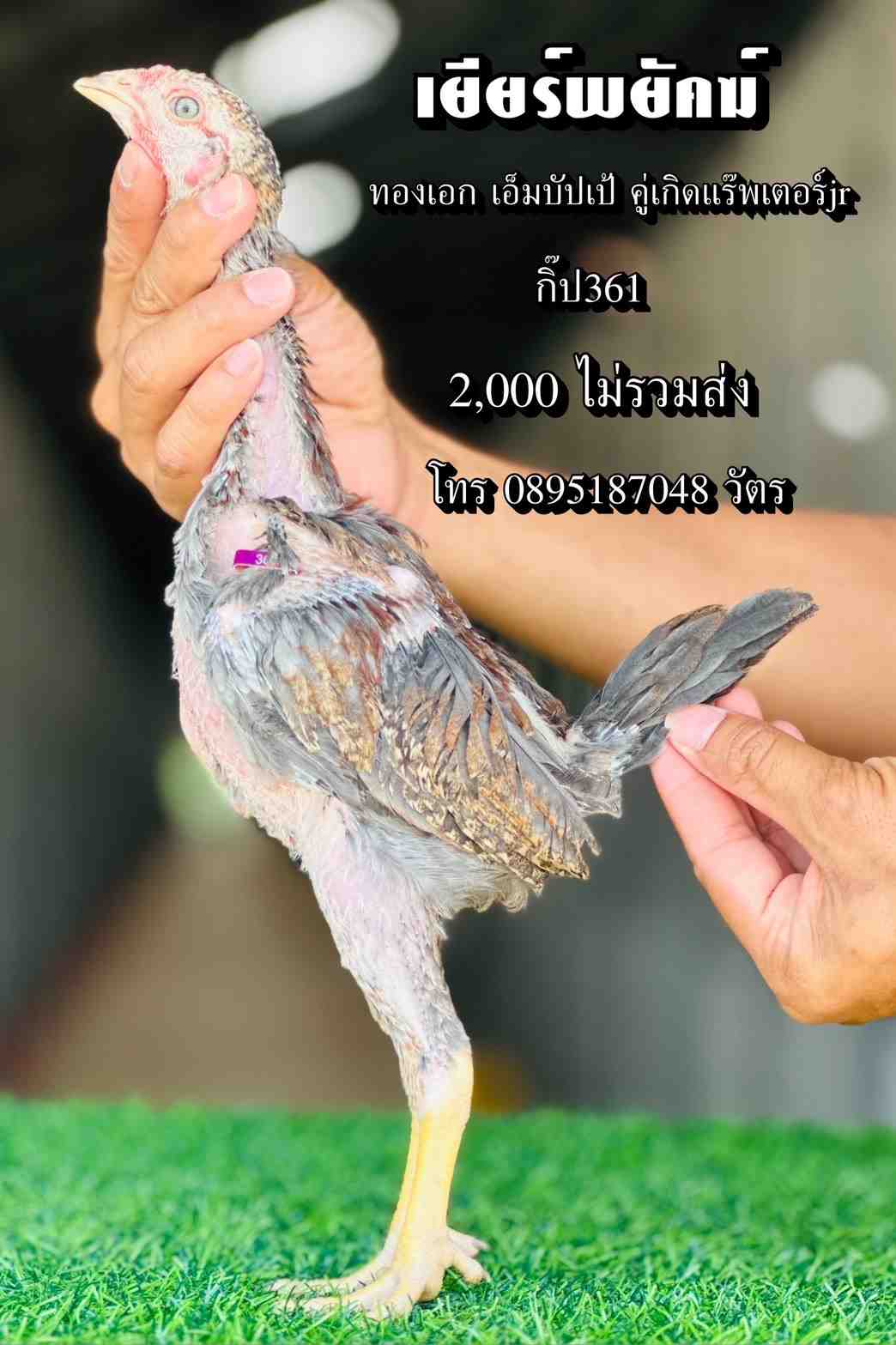noomrongmee