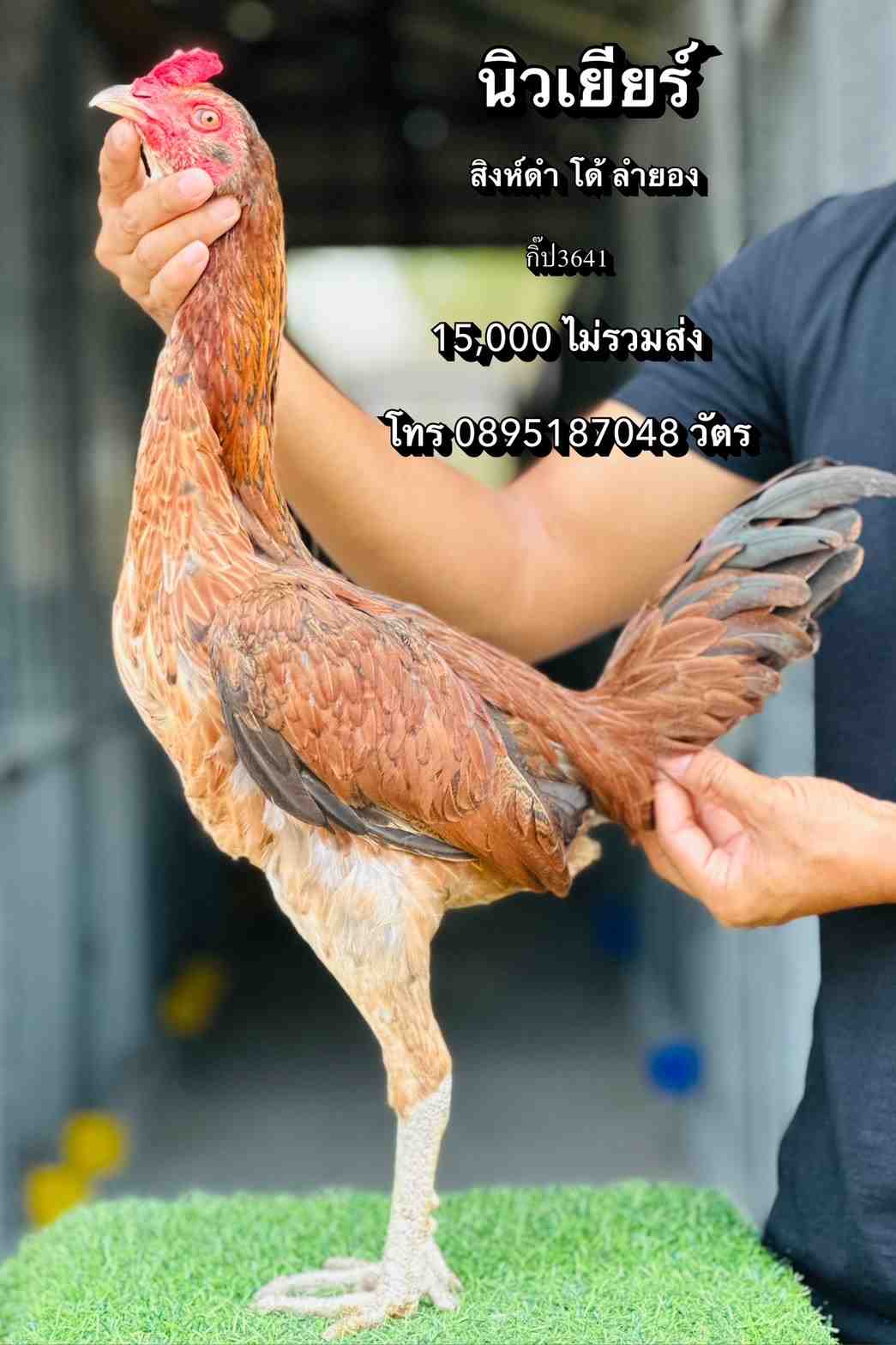 noomrongmee
