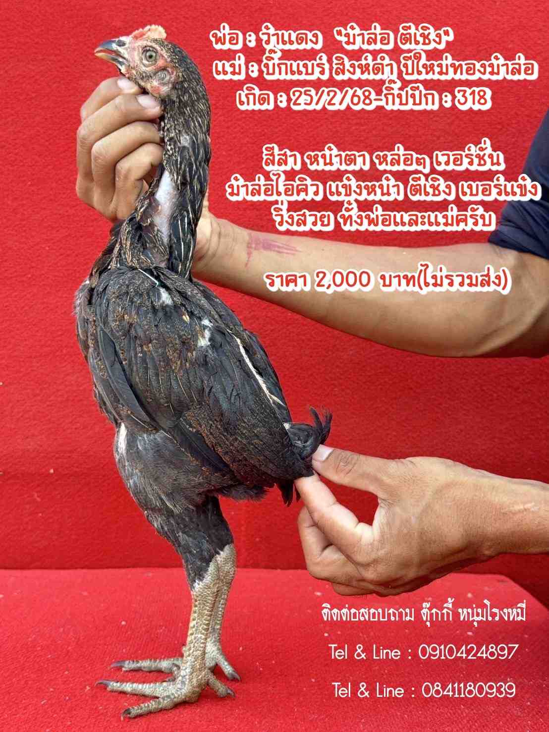 noomrongmee