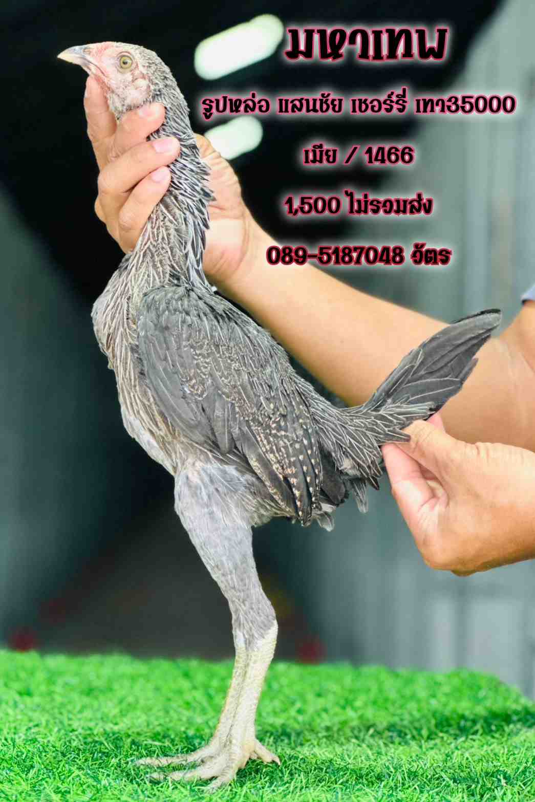 noomrongmee