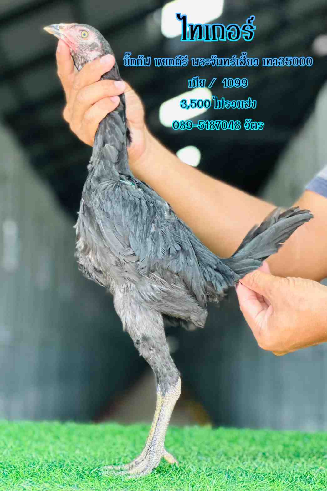 noomrongmee
