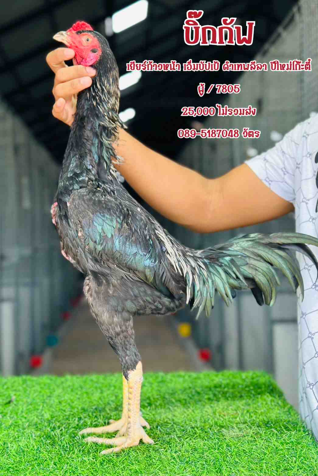 noomrongmee
