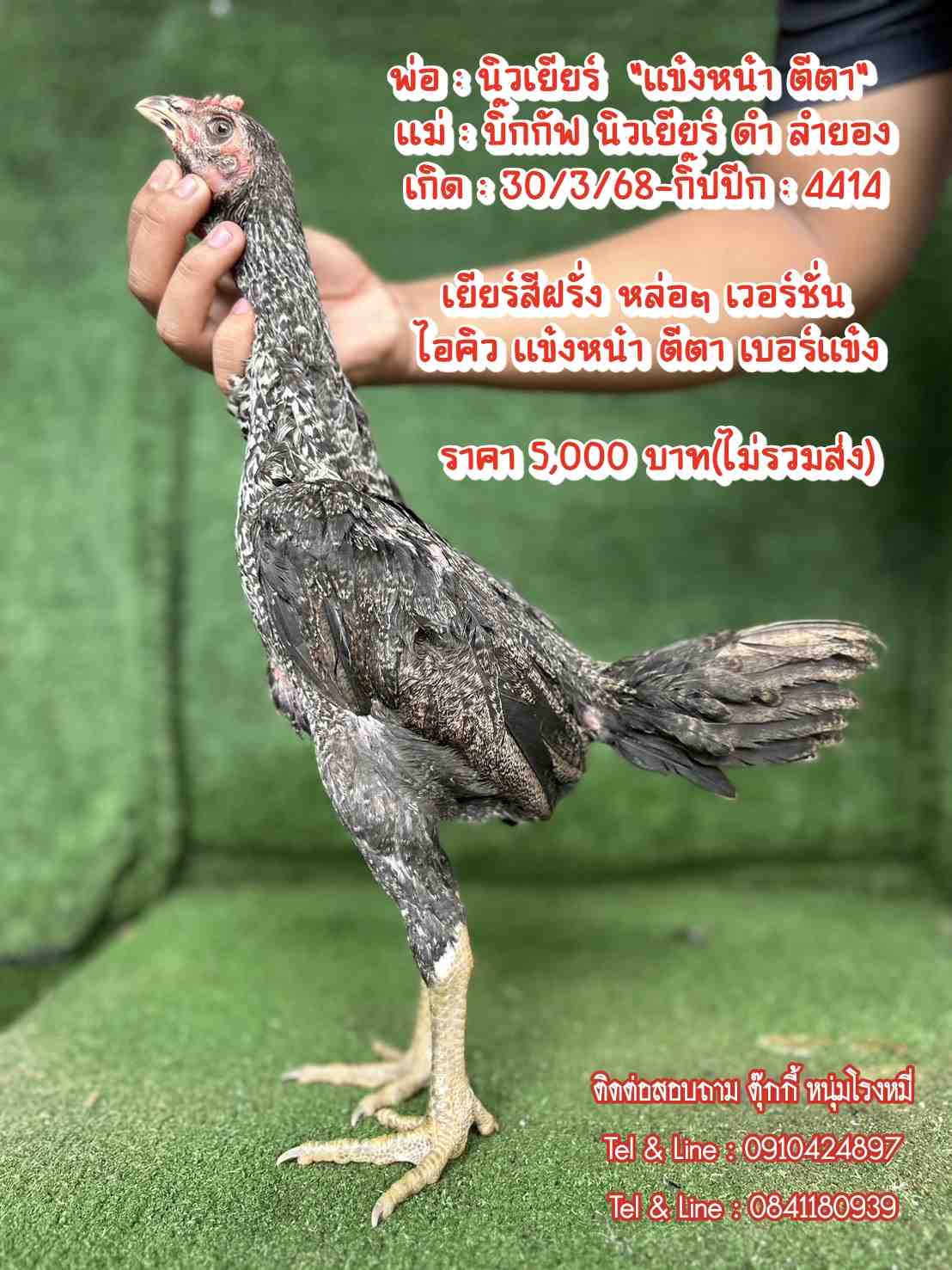 noomrongmee