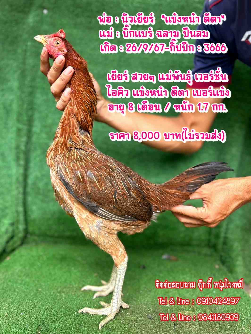 noomrongmee