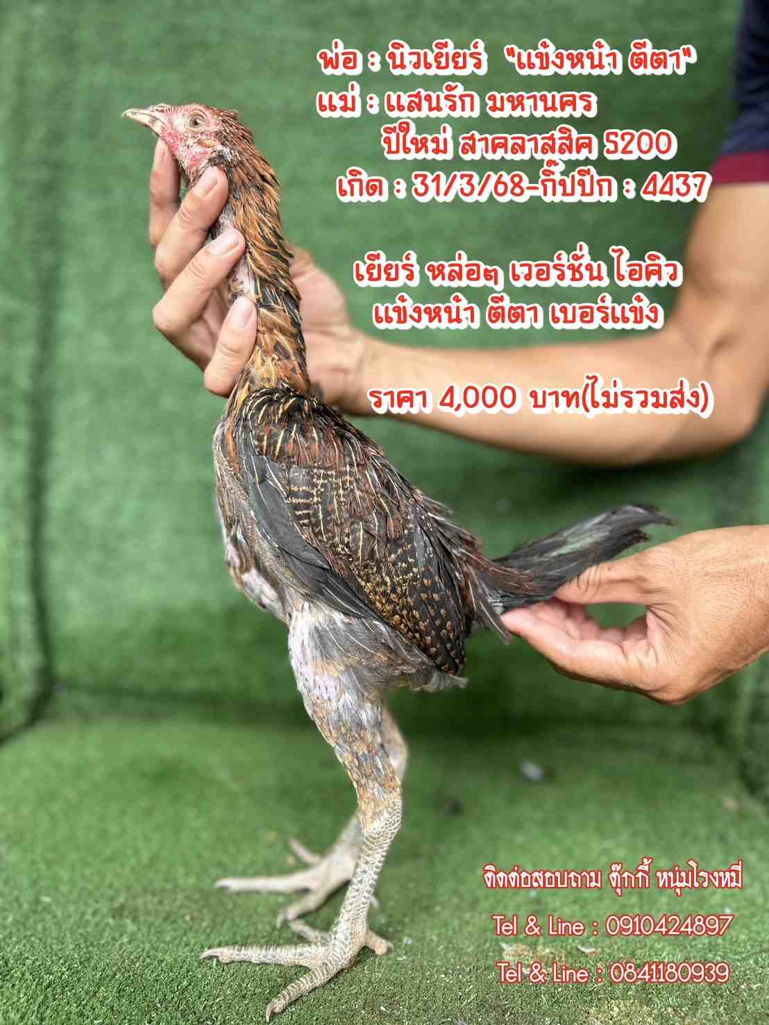 noomrongmee