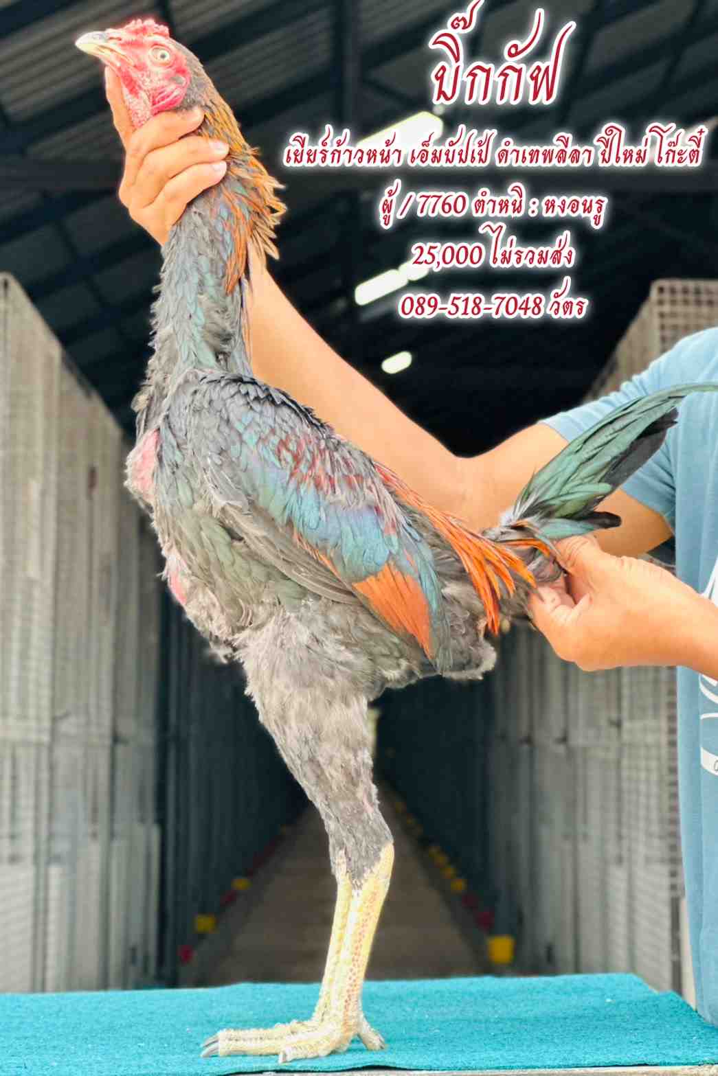 noomrongmee