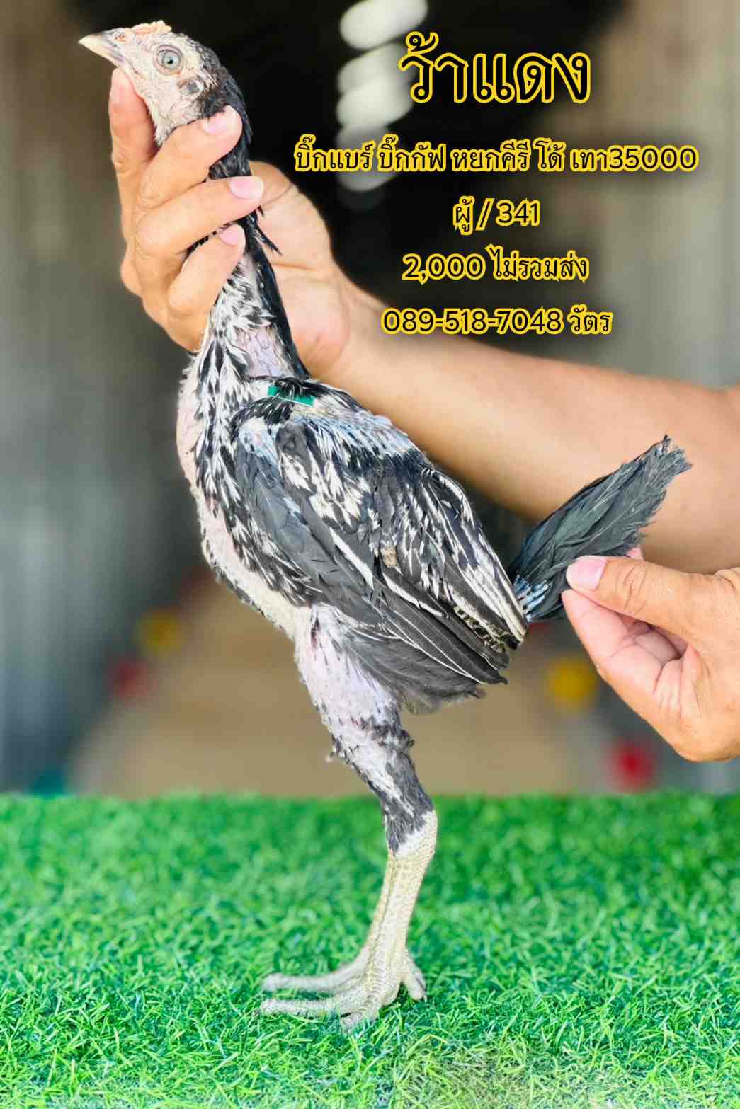 noomrongmee