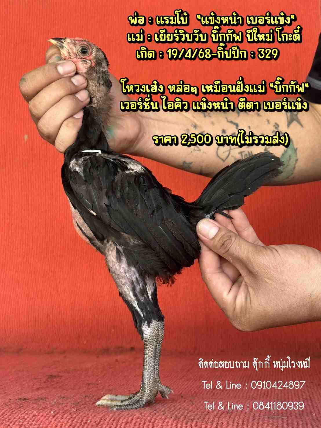 noomrongmee