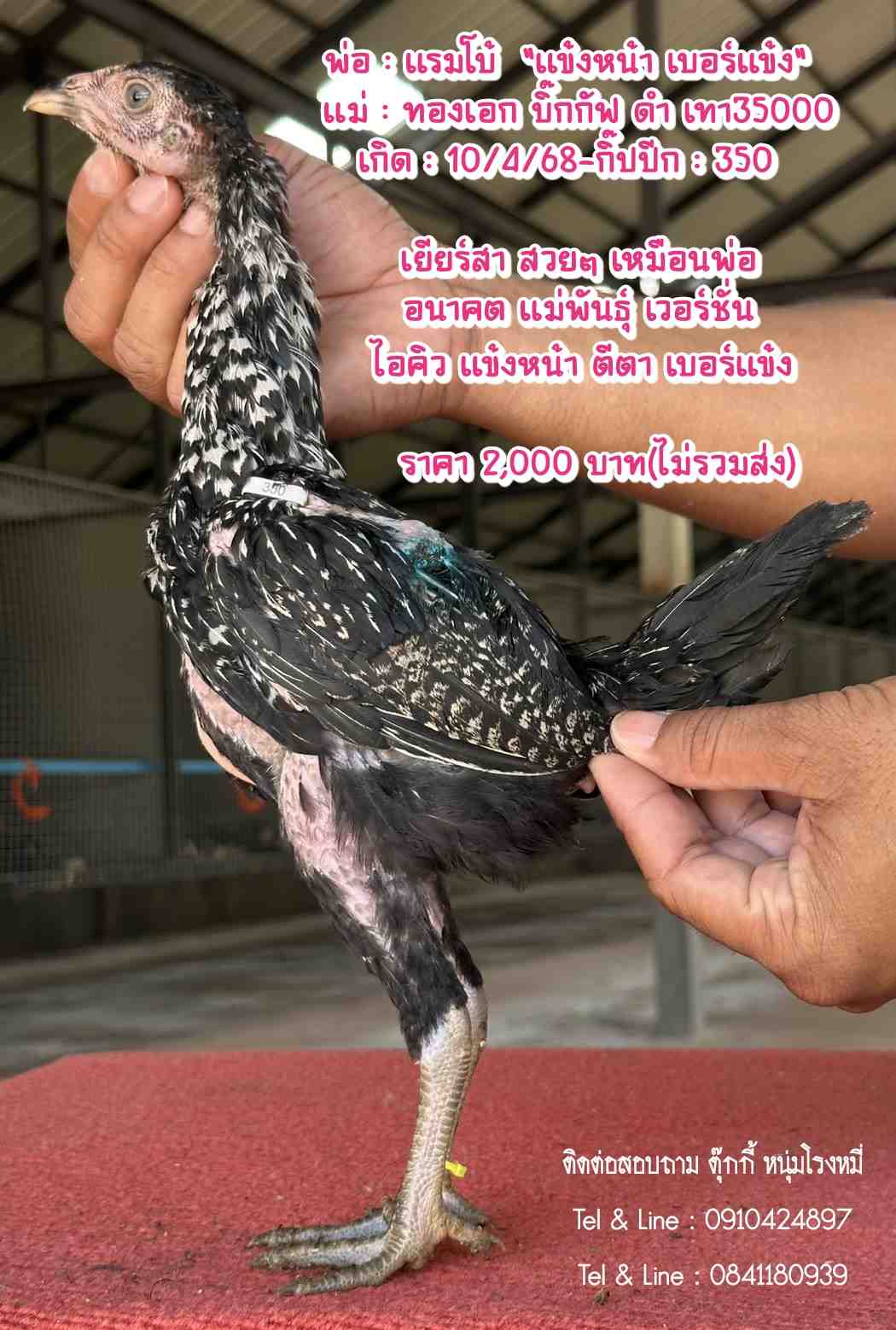 noomrongmee