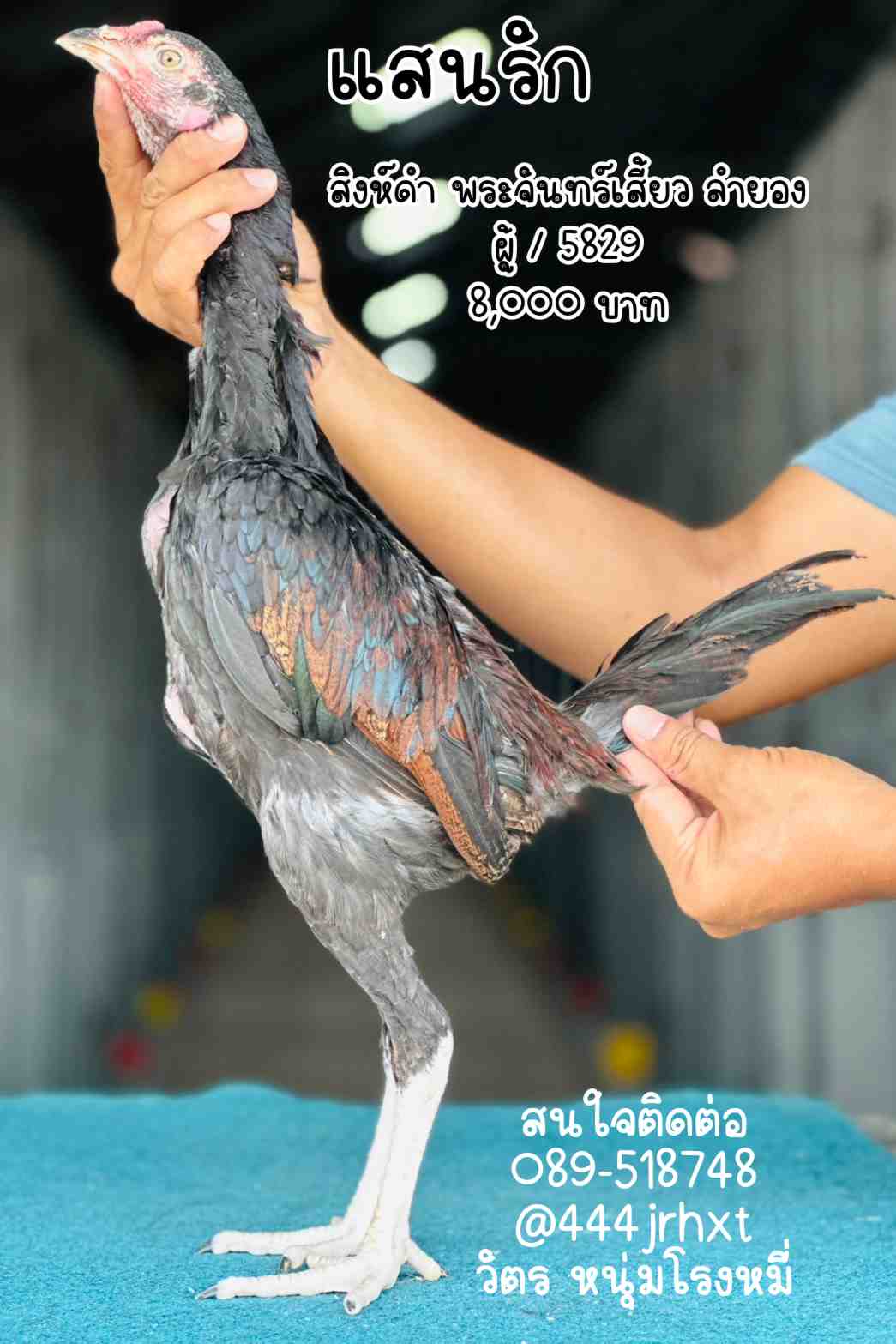 noomrongmee