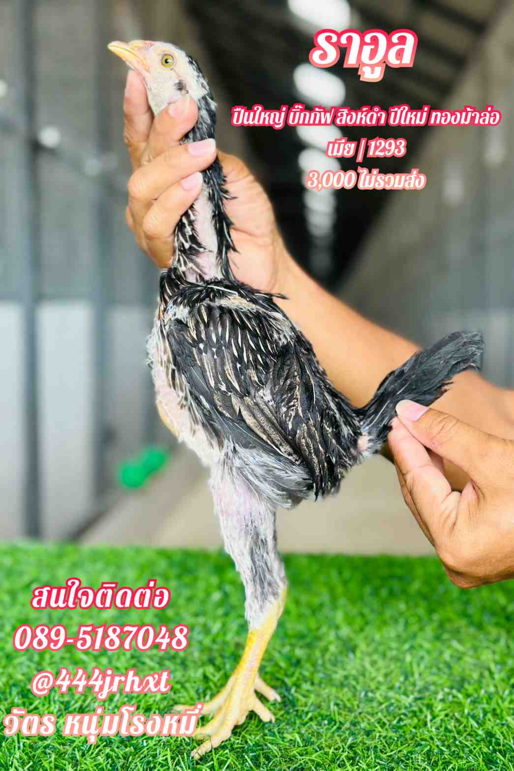 noomrongmee