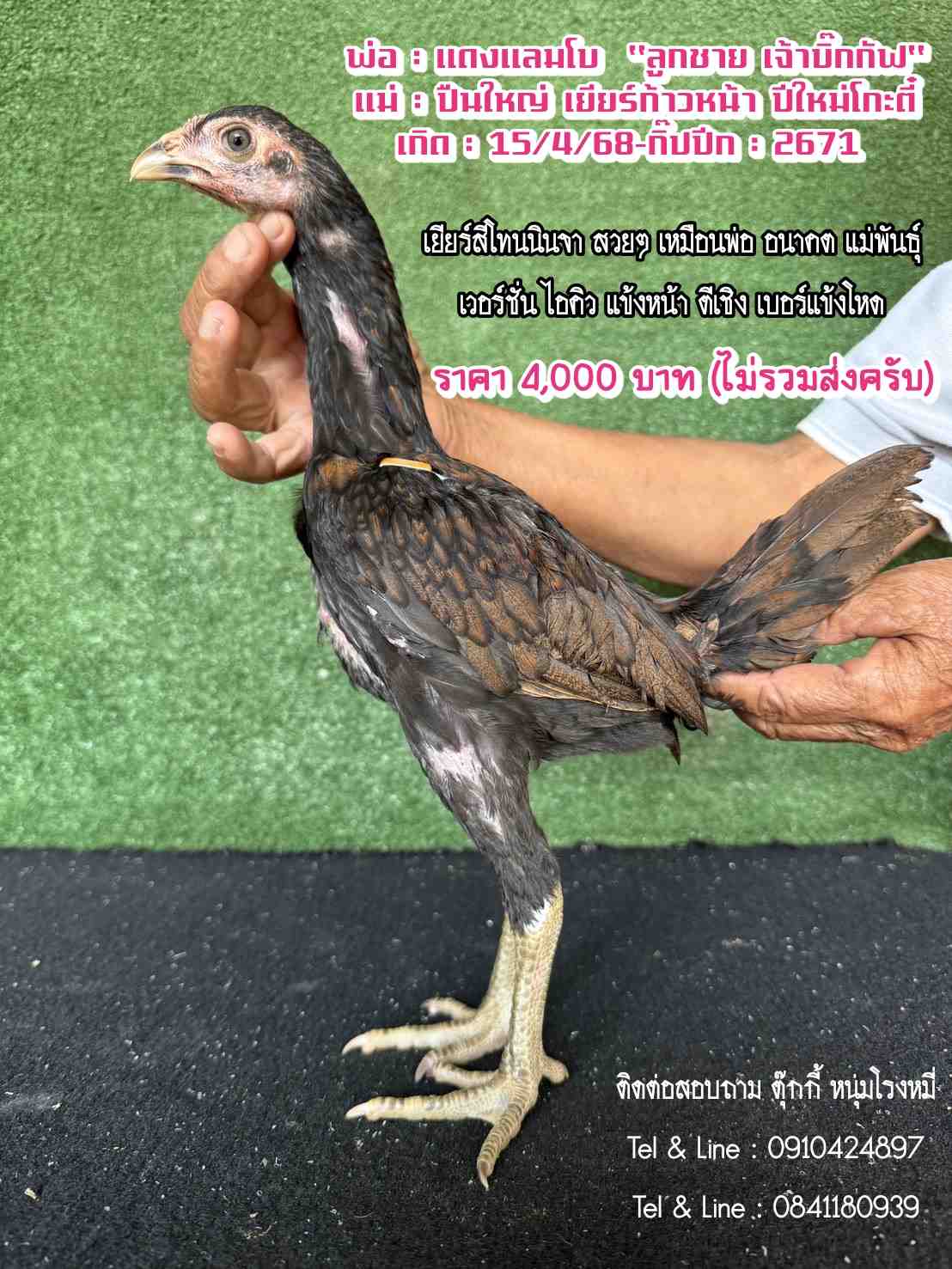 noomrongmee