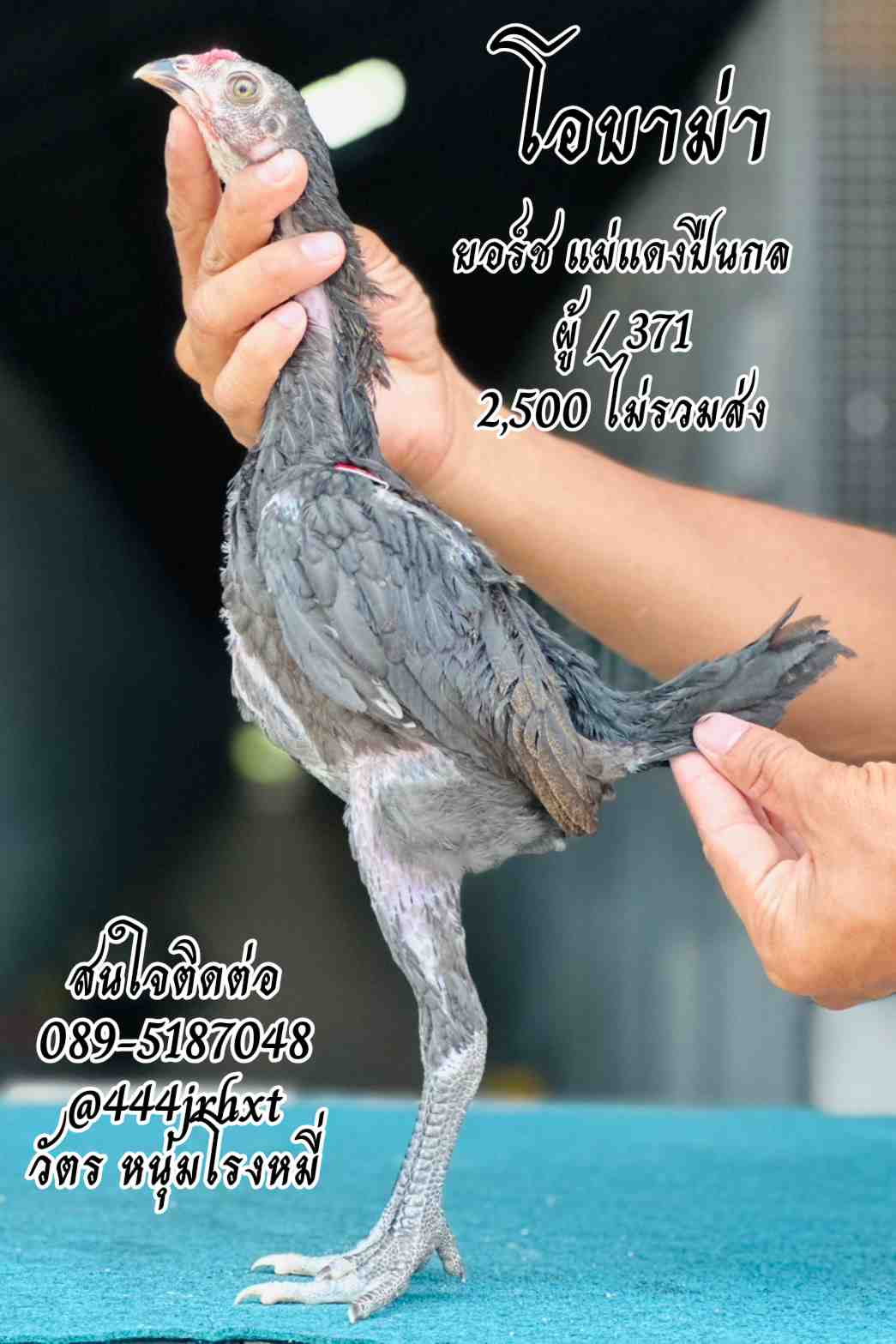 noomrongmee