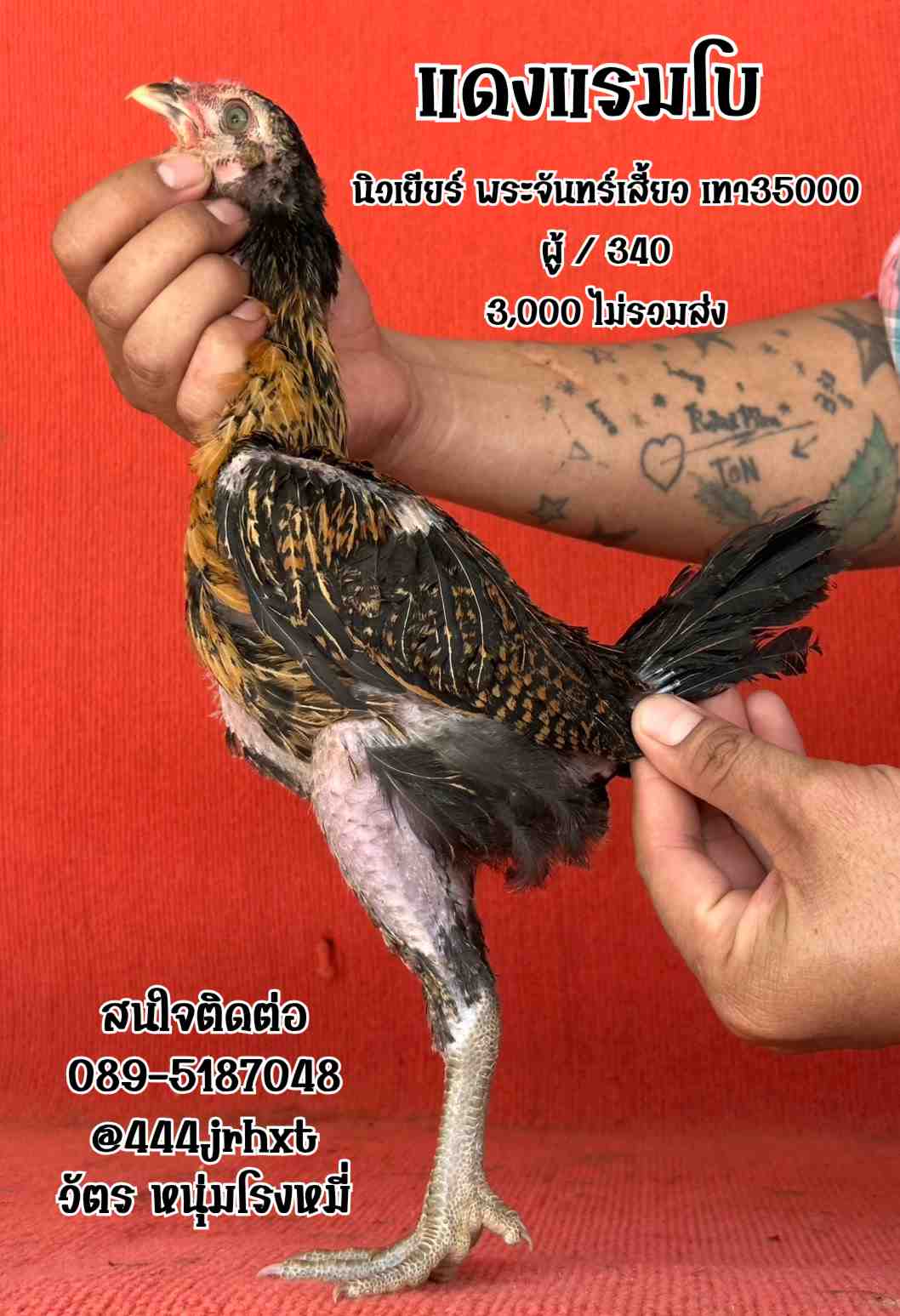 noomrongmee