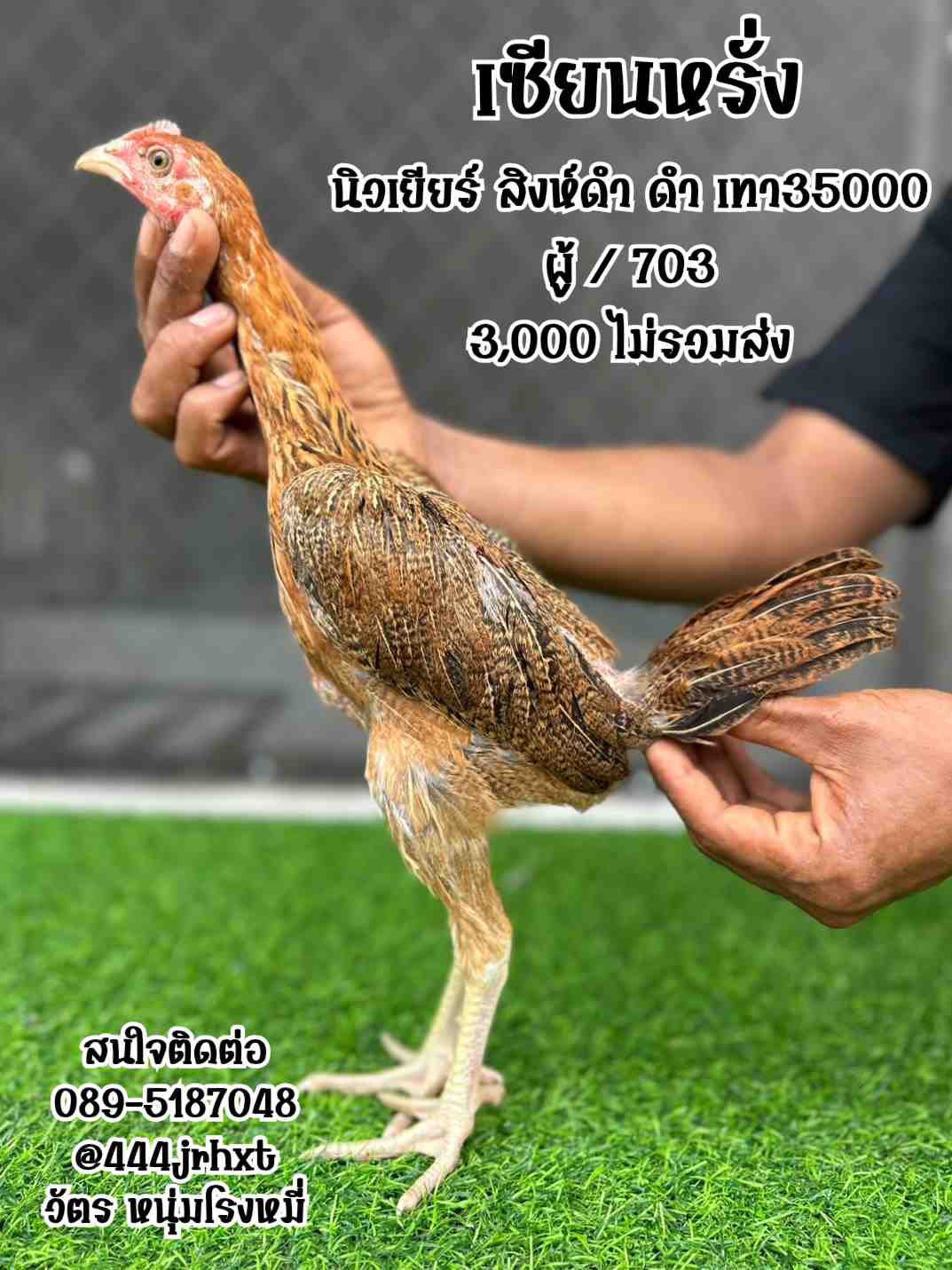 noomrongmee