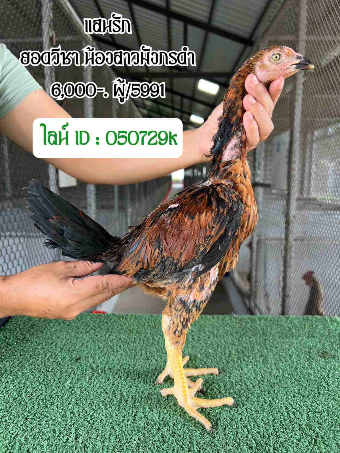noomrongmee