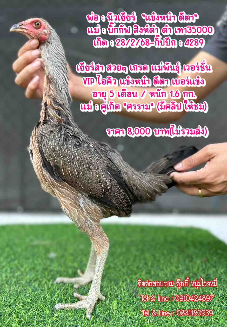 noomrongmee