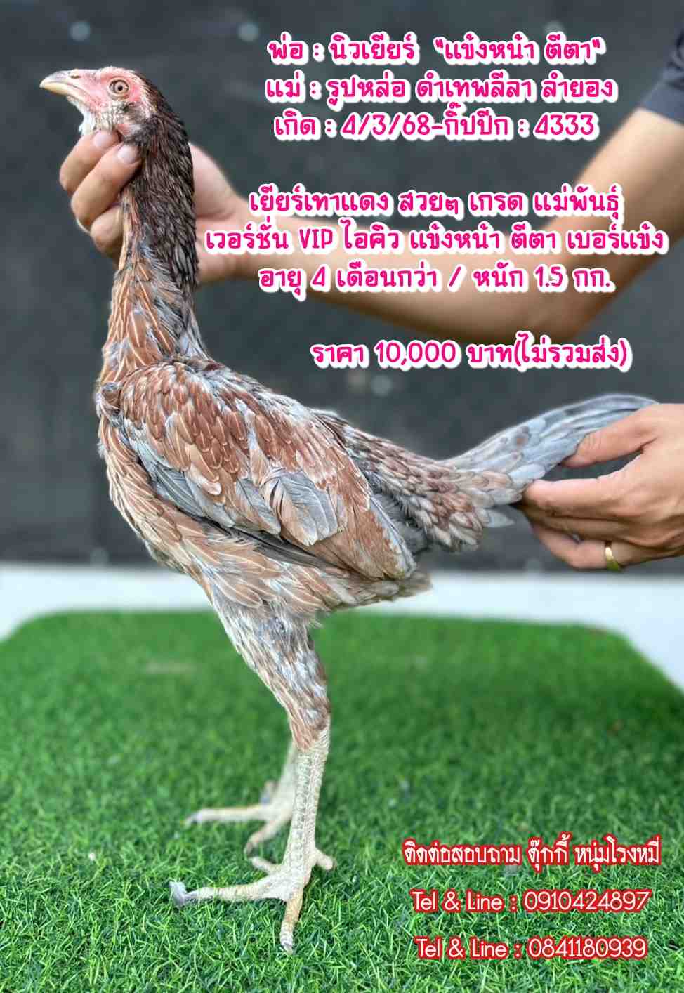 noomrongmee