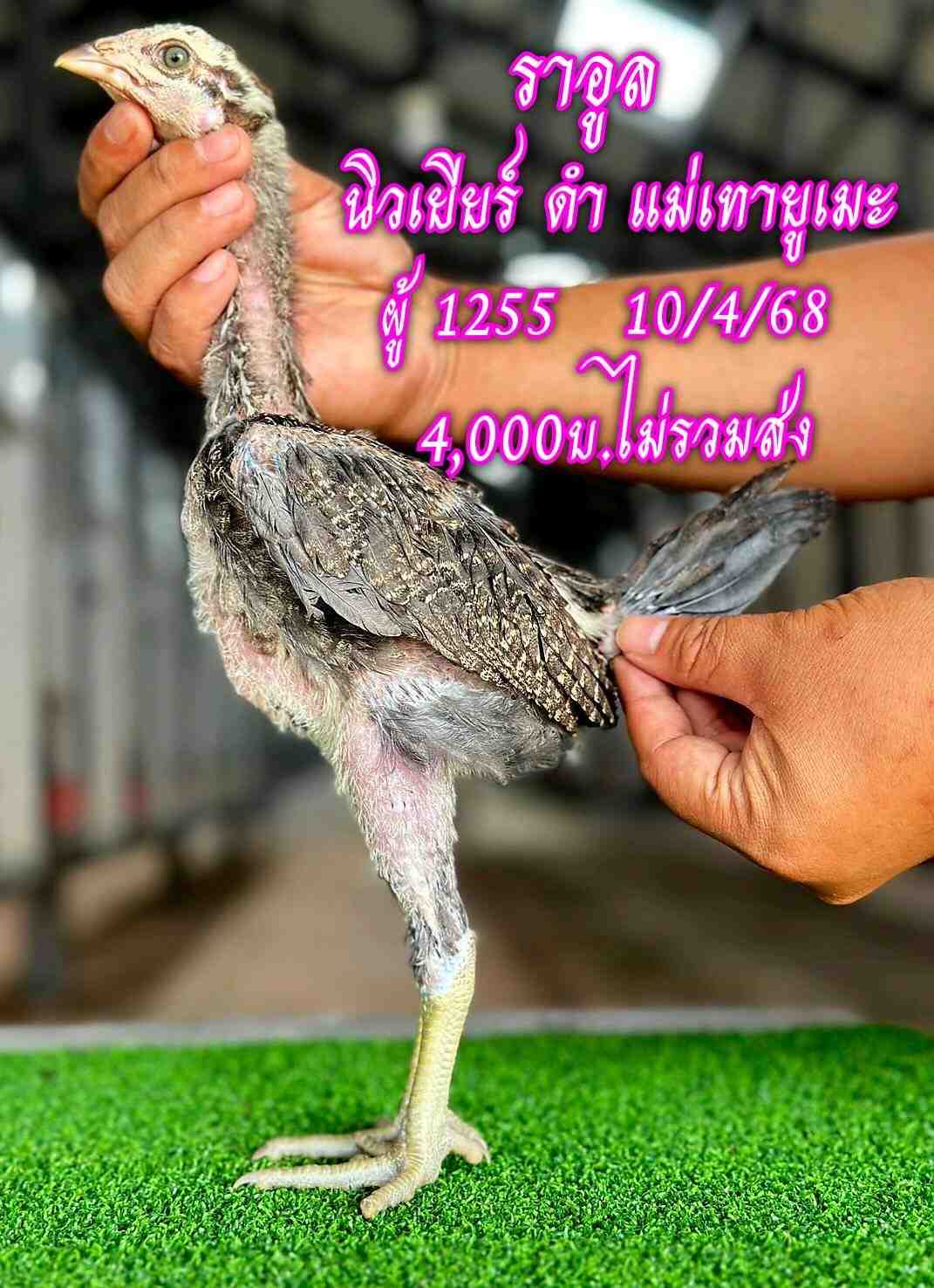 noomrongmee