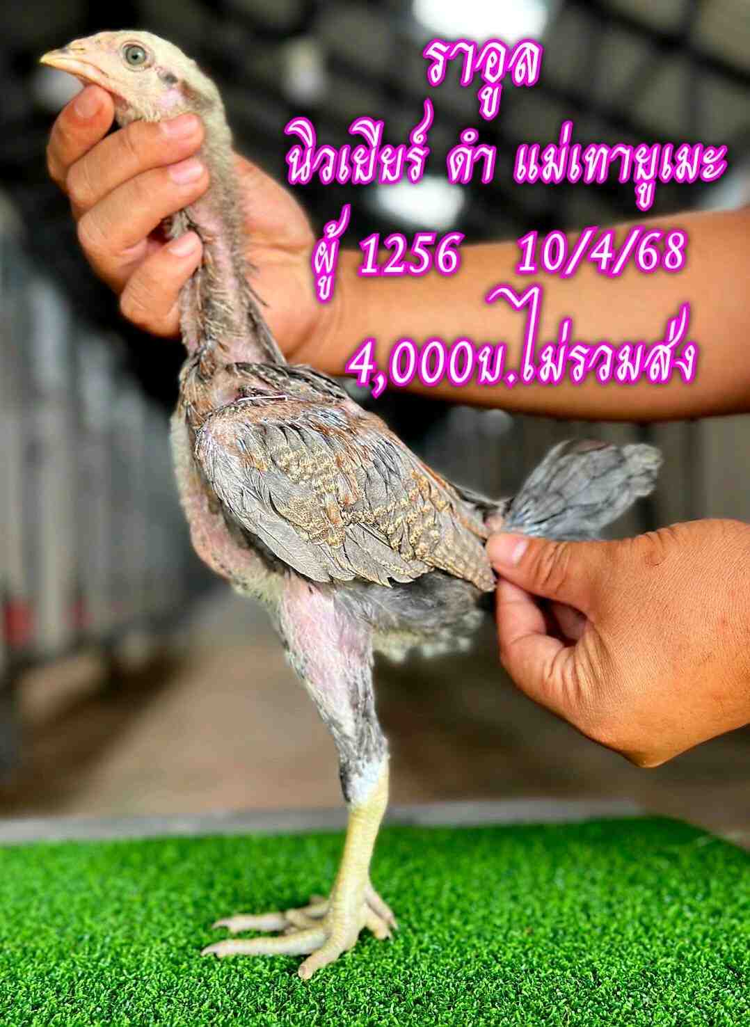 noomrongmee