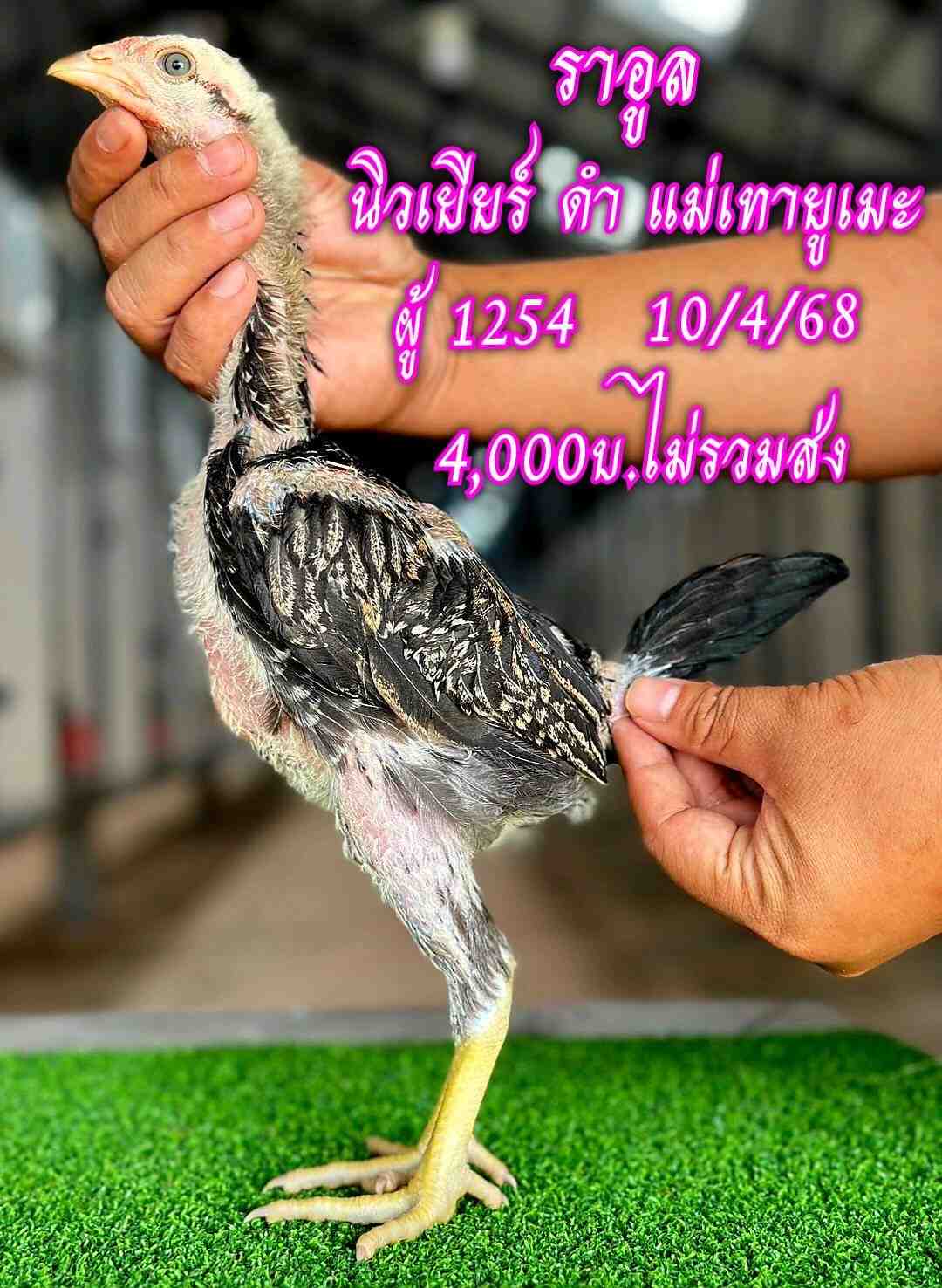 noomrongmee