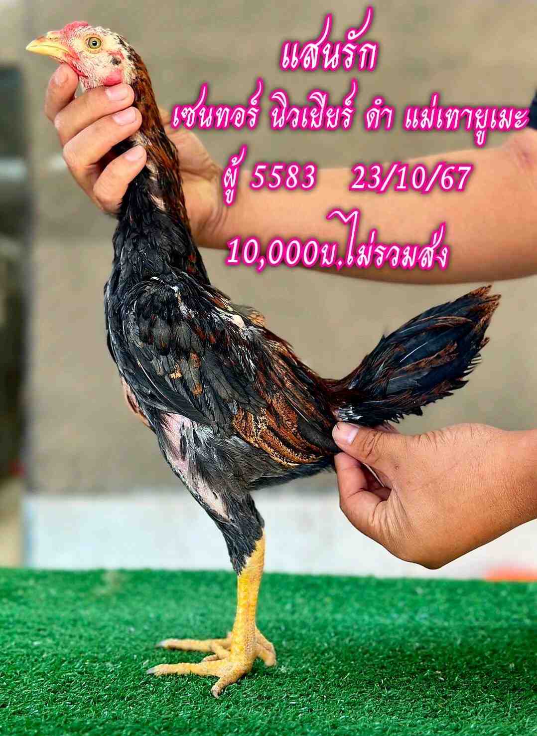noomrongmee