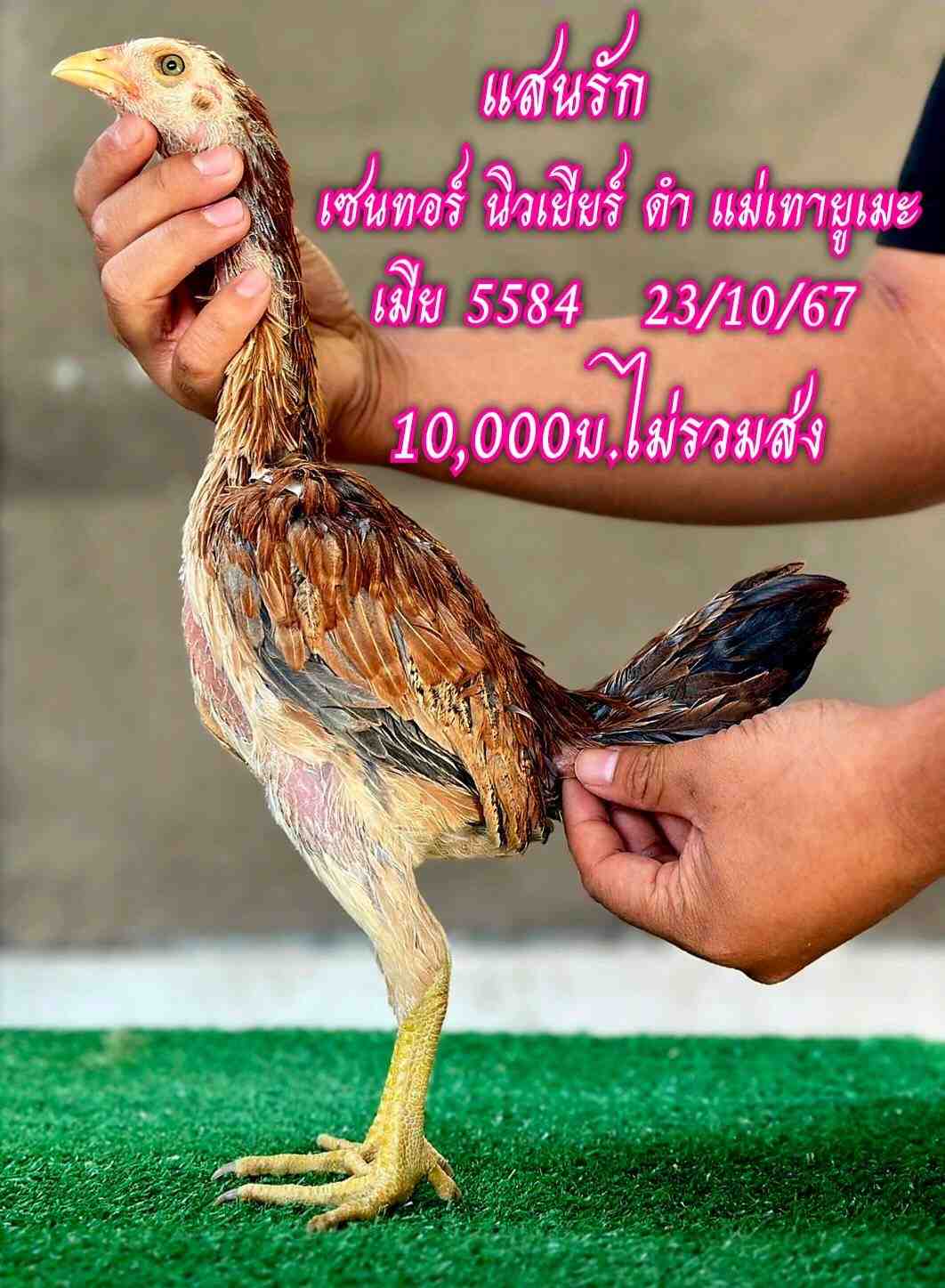 noomrongmee