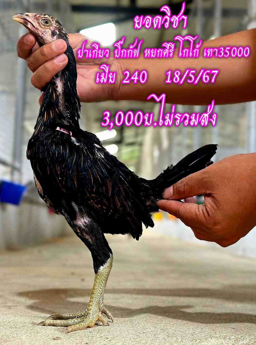 noomrongmee