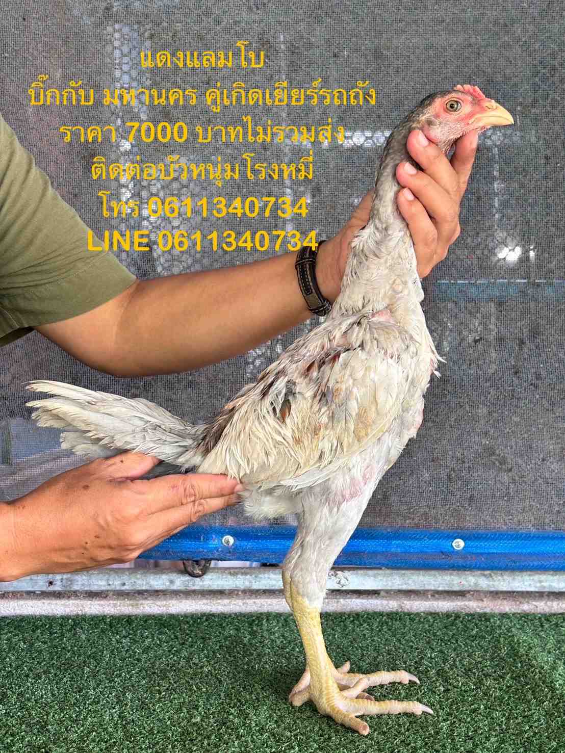 noomrongmee