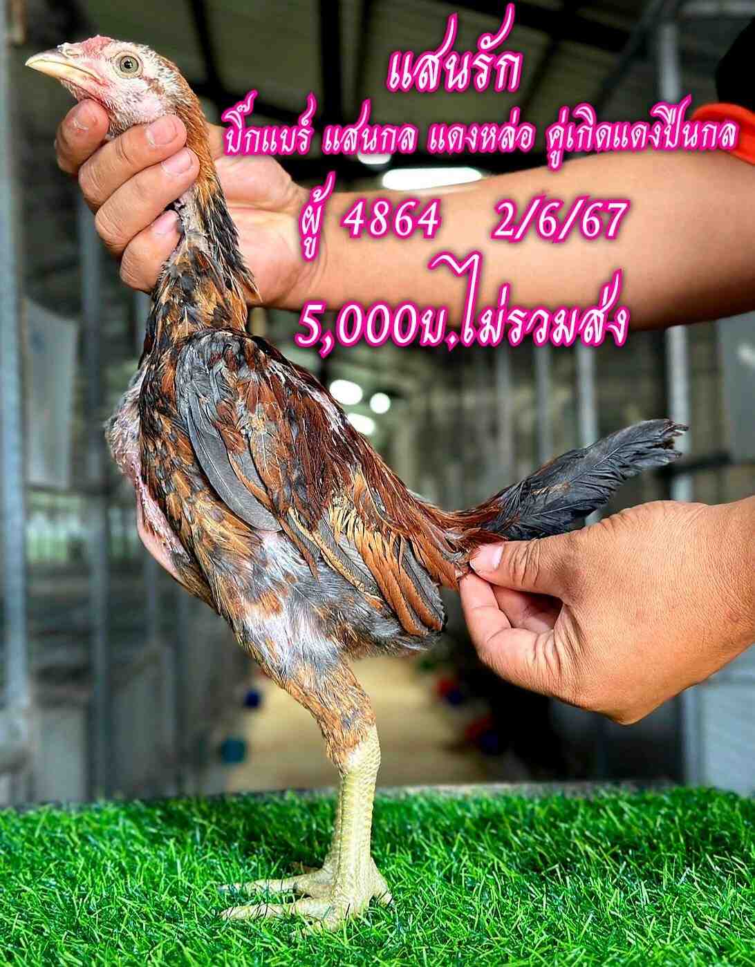 noomrongmee