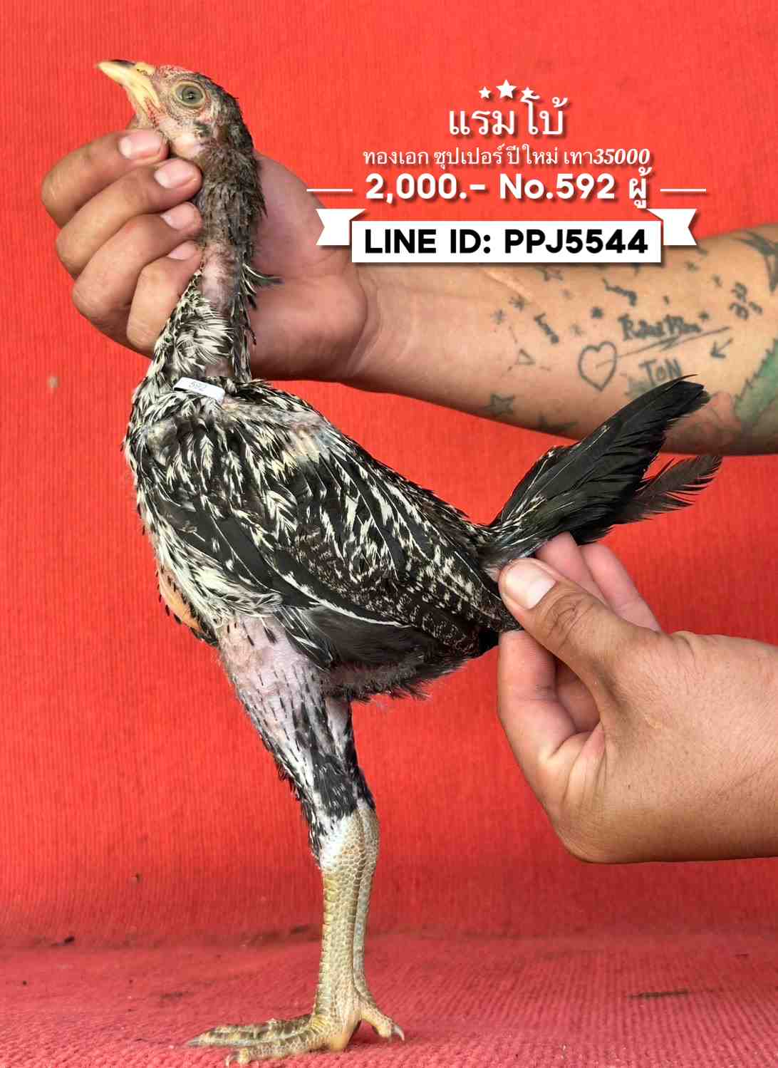 noomrongmee