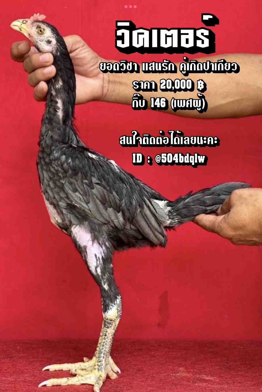 noomrongmee