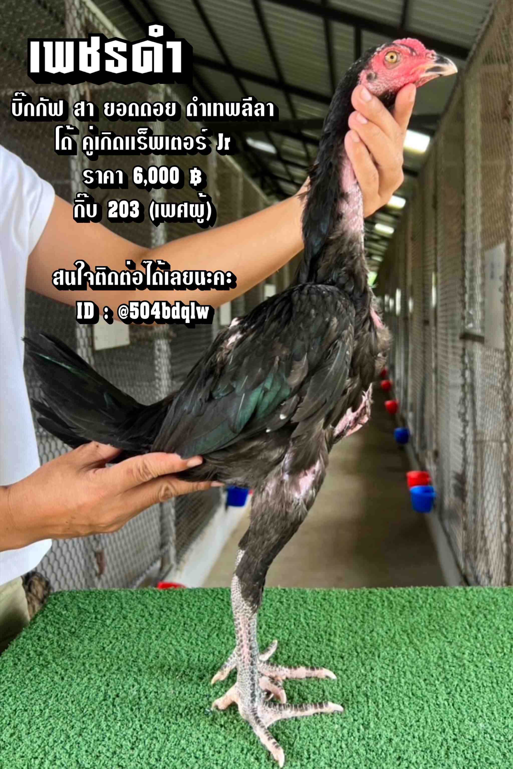 noomrongmee