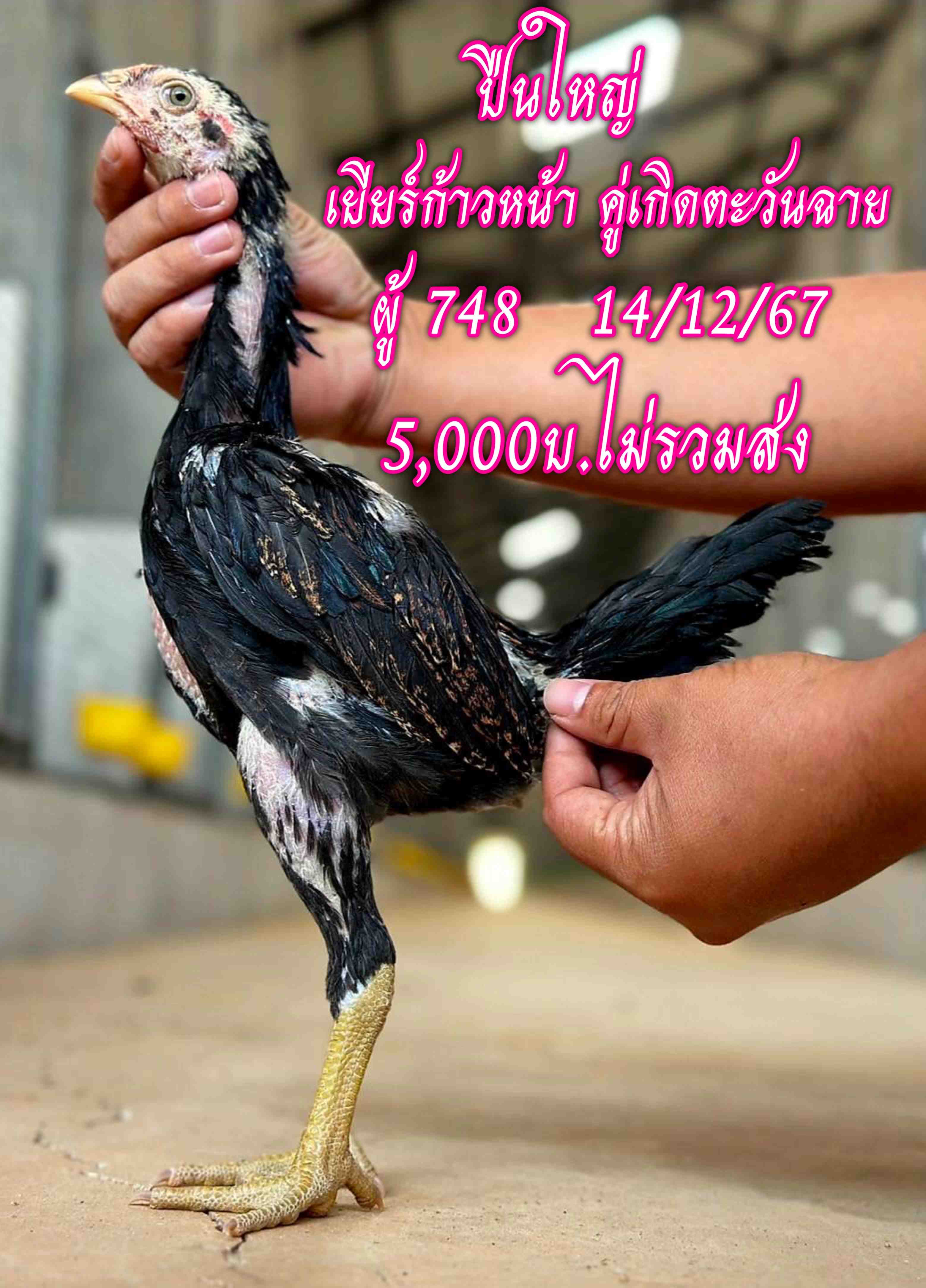 noomrongmee
