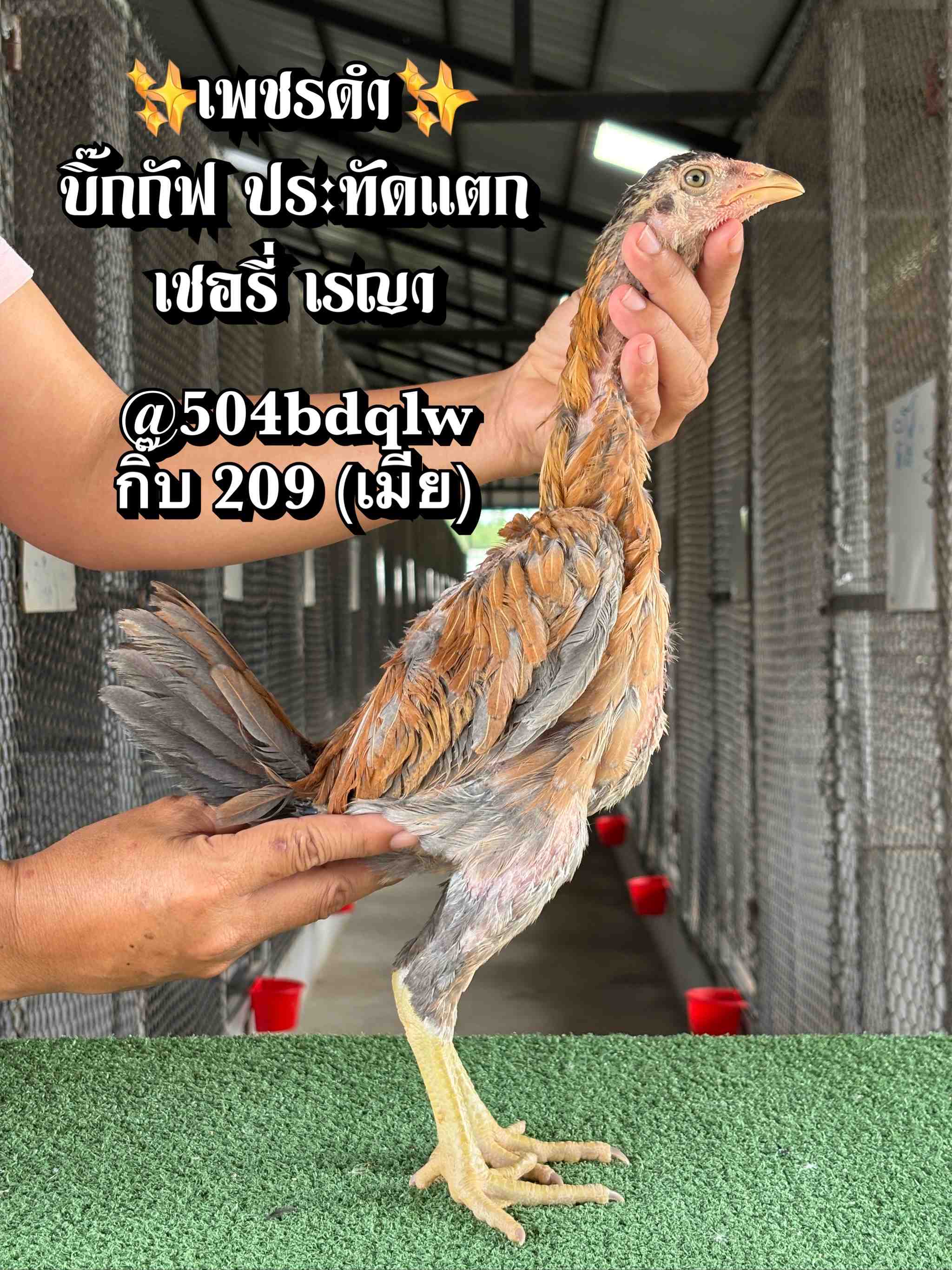 noomrongmee