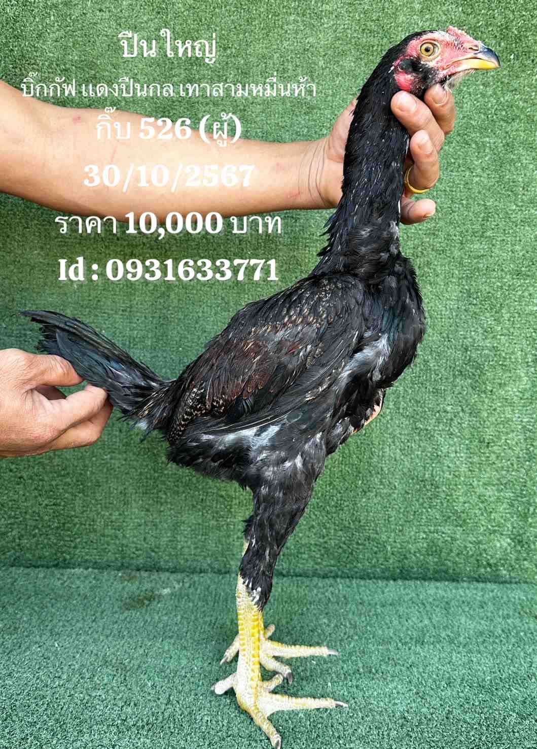 noomrongmee