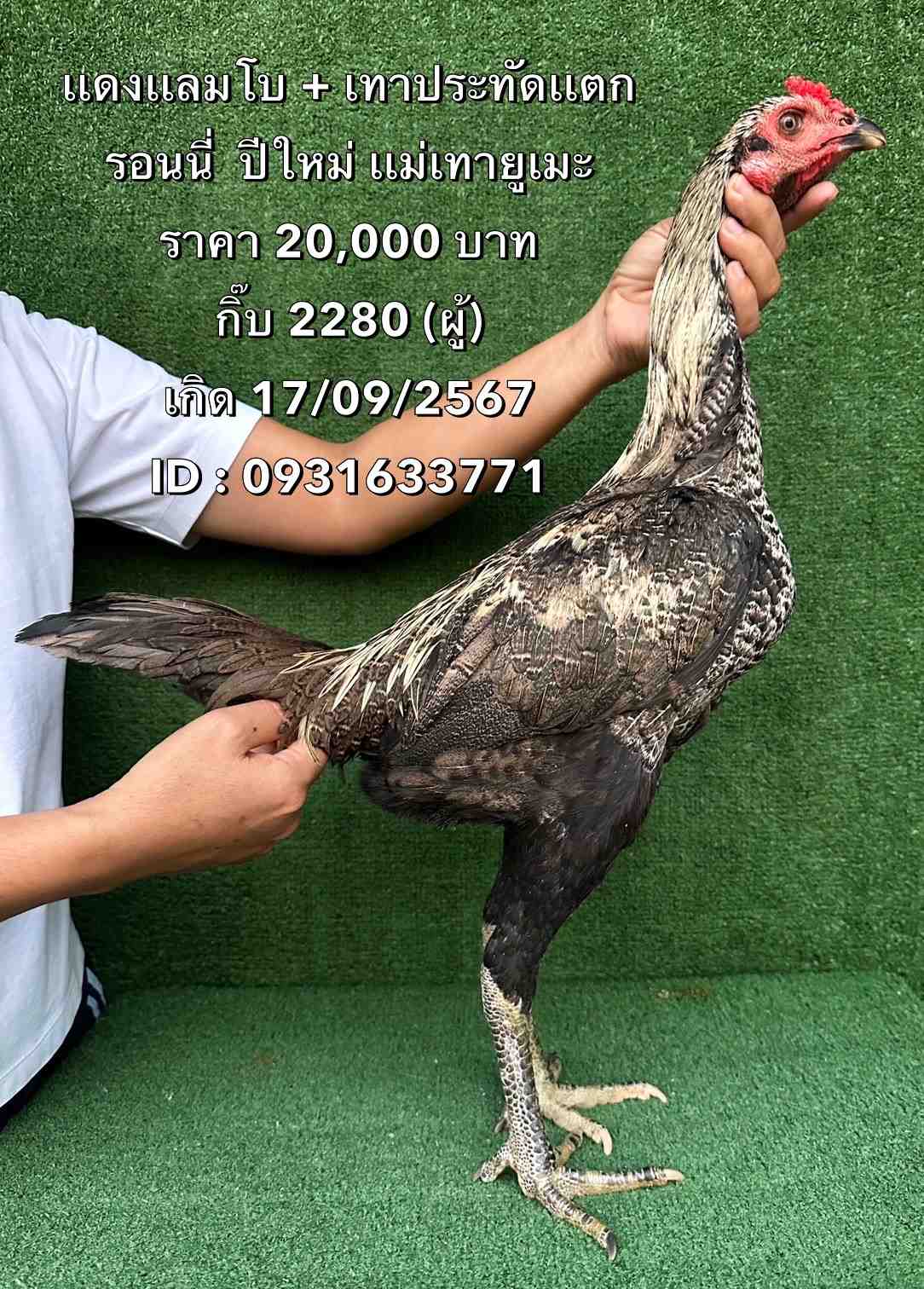 noomrongmee