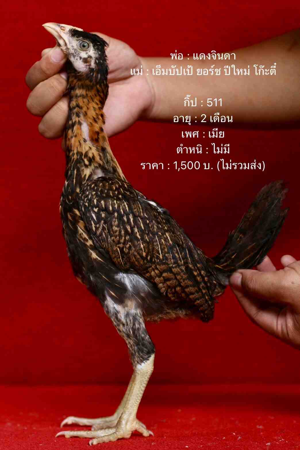 noomrongmee