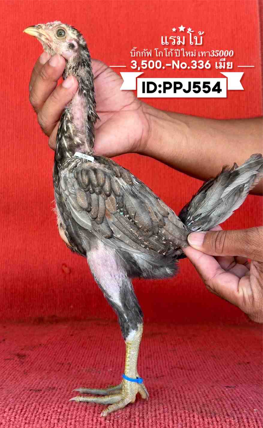 noomrongmee