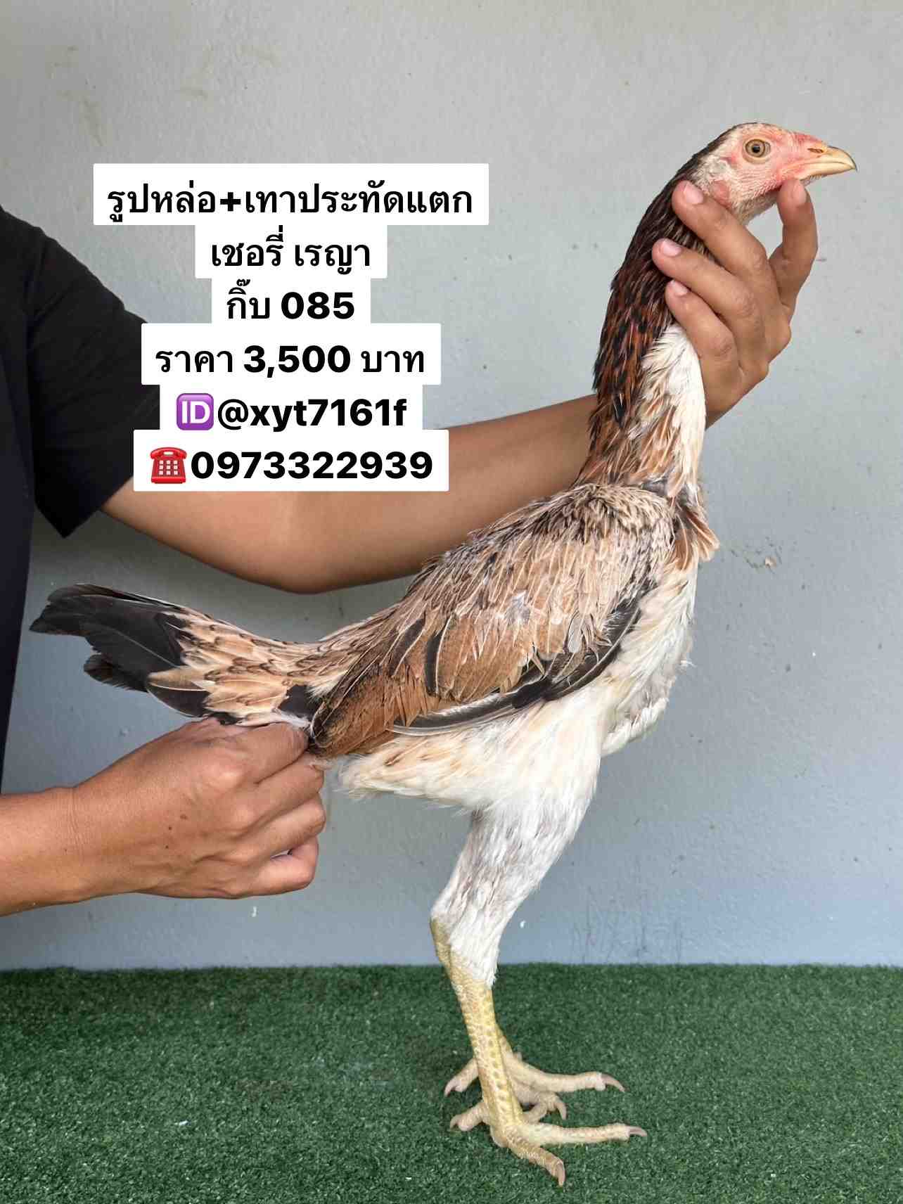 noomrongmee