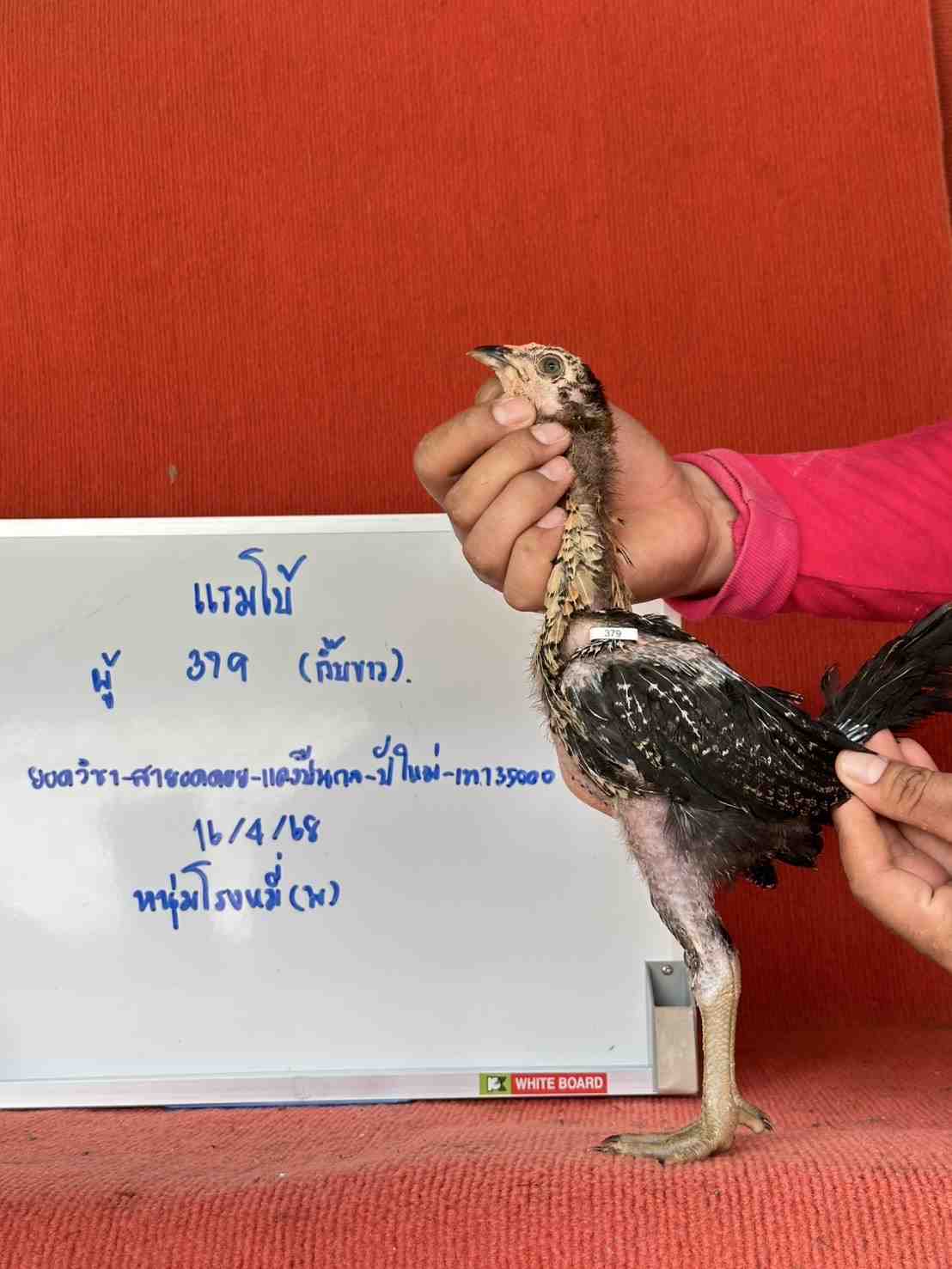 noomrongmee
