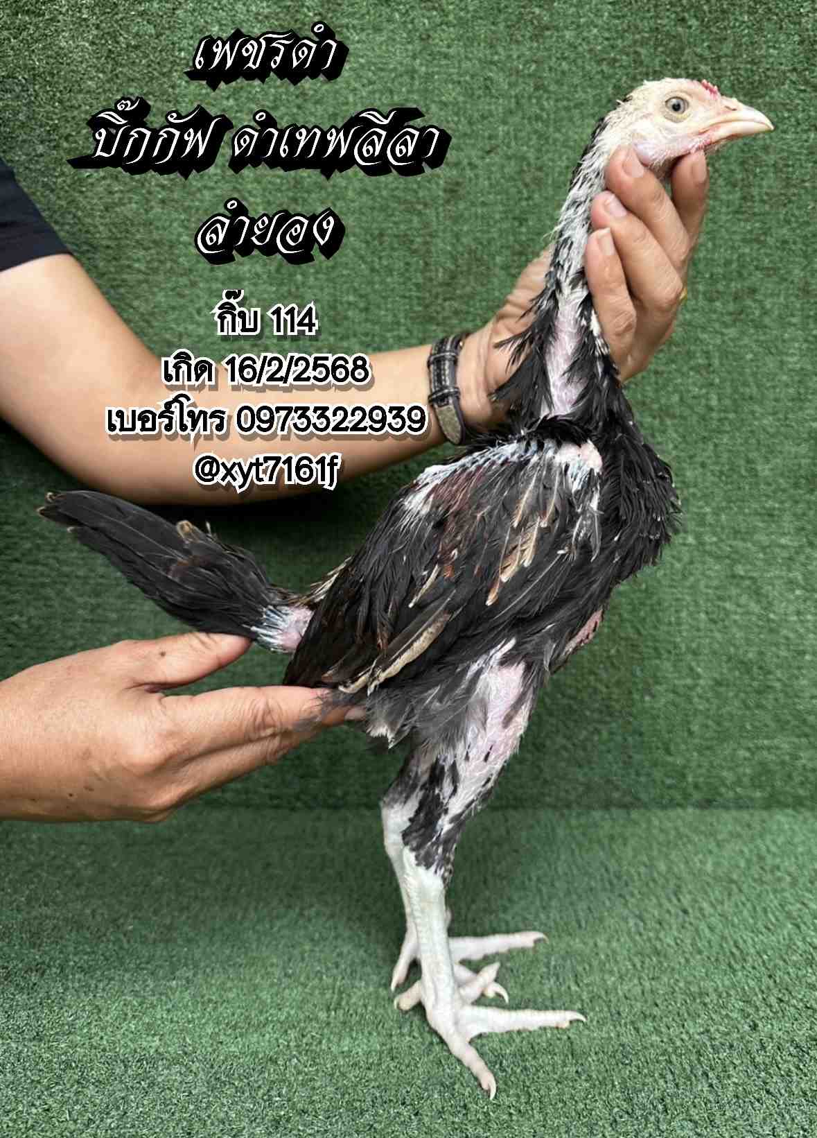 noomrongmee