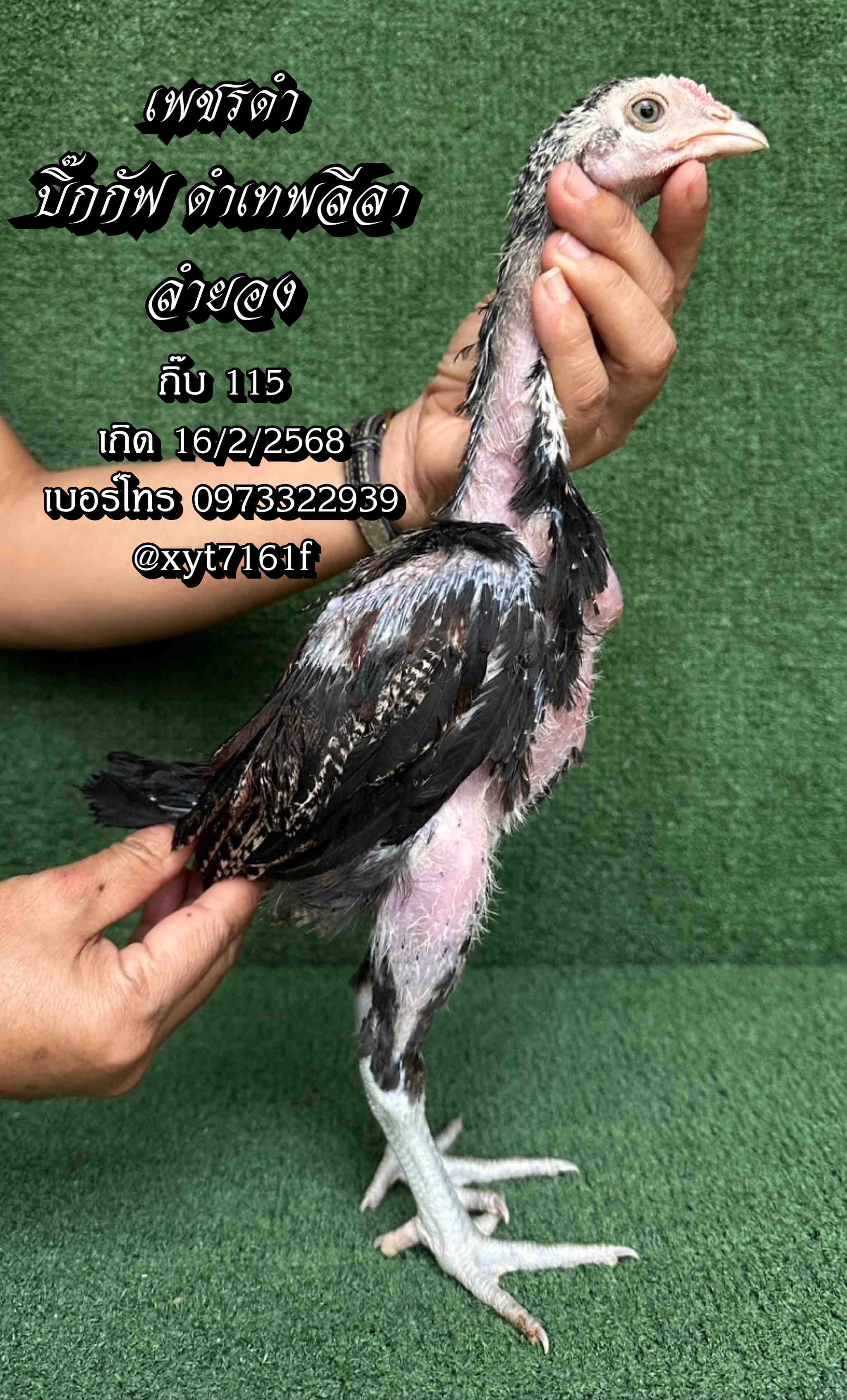 noomrongmee