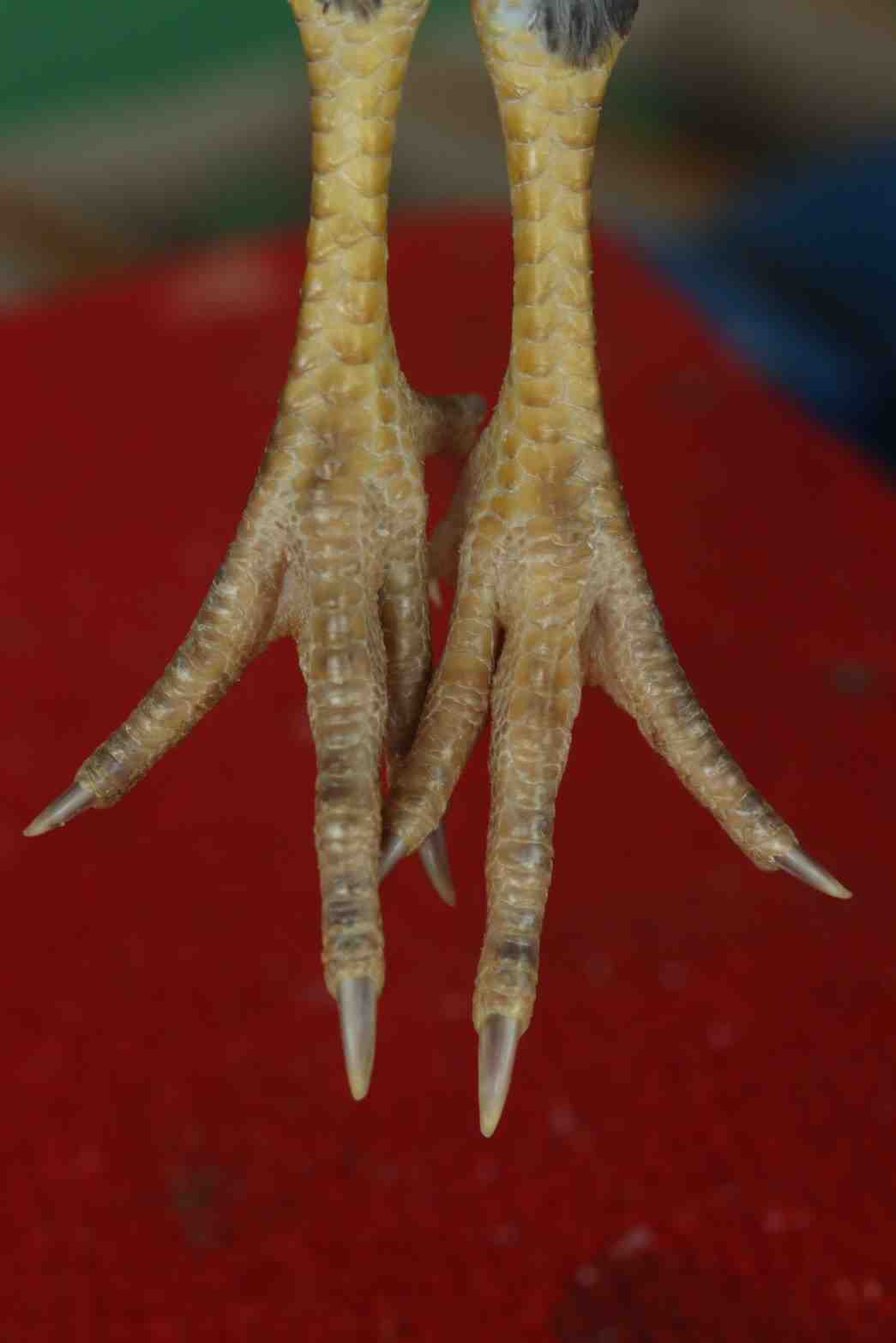 noomrongmee