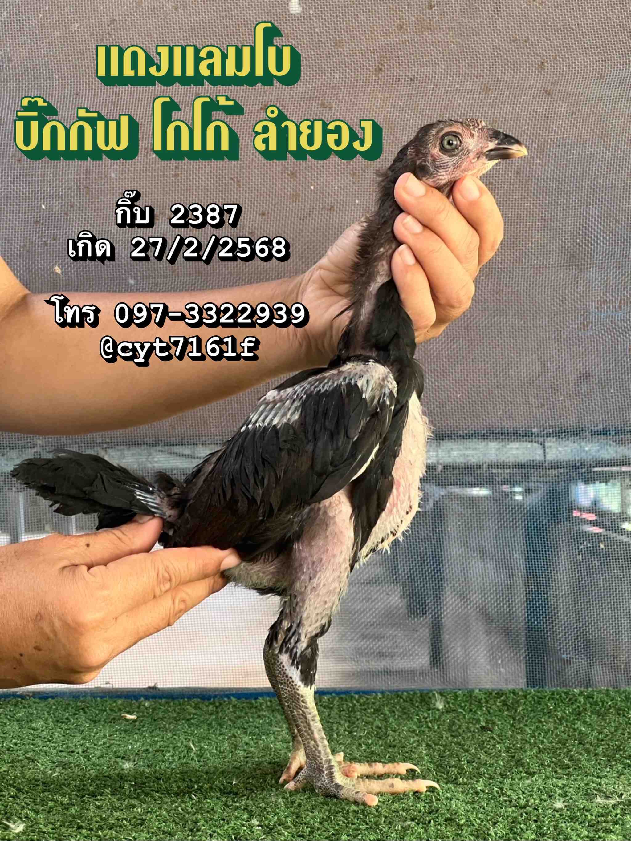 noomrongmee