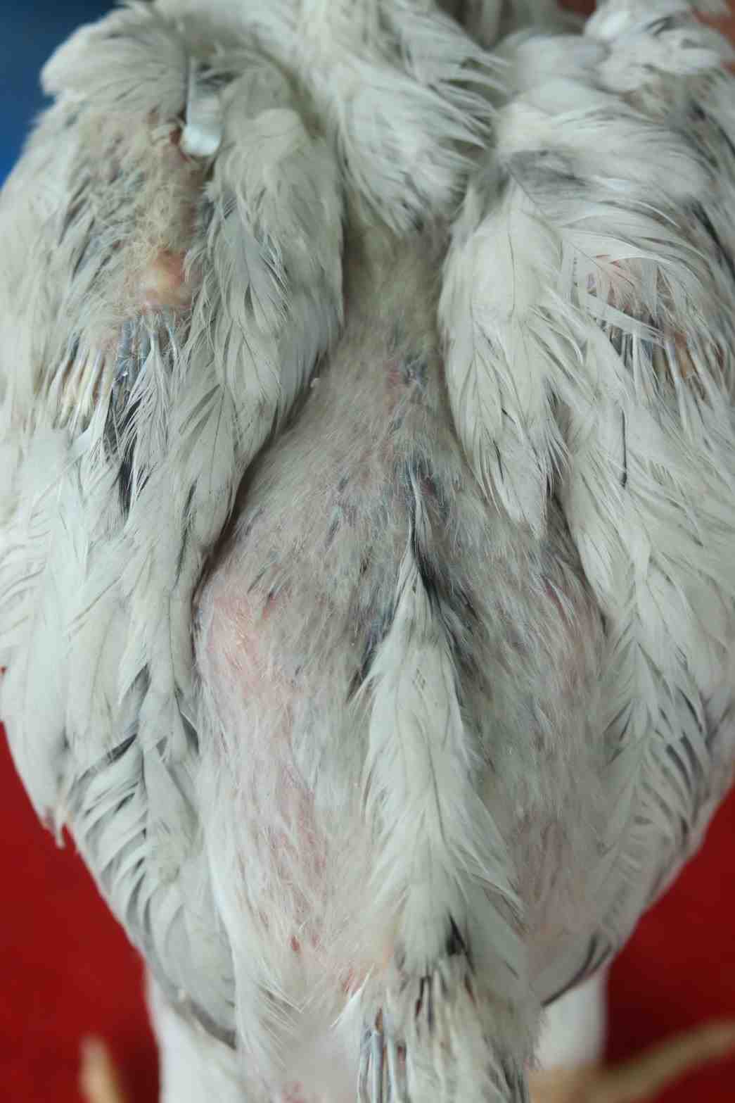 noomrongmee