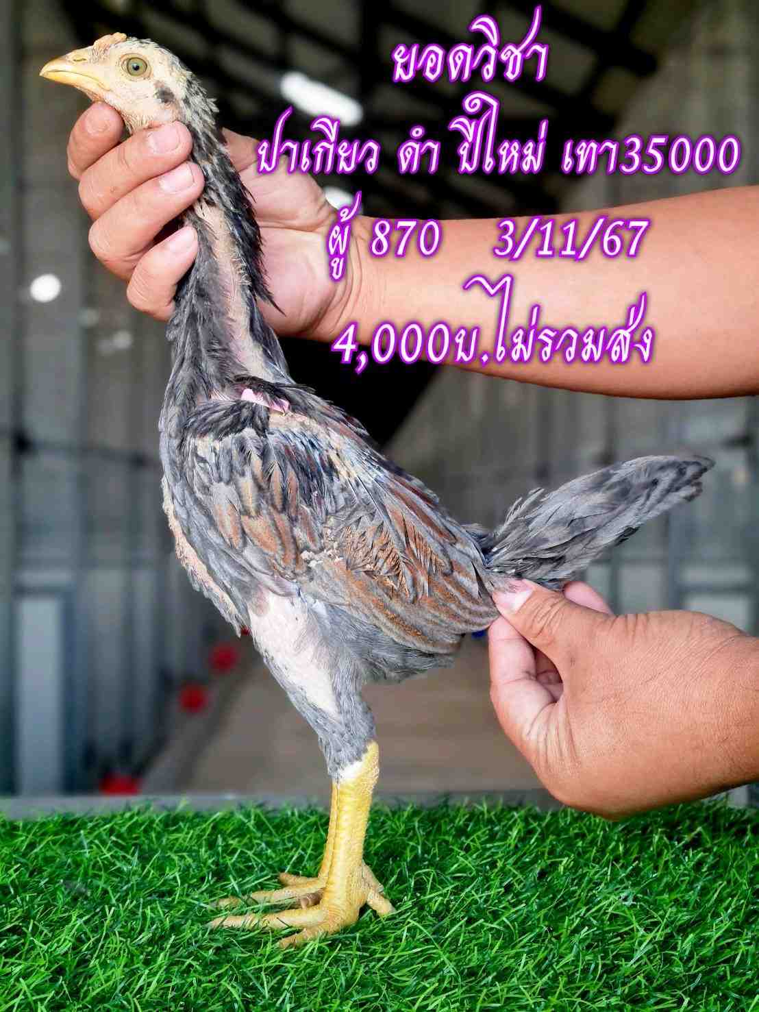 noomrongmee