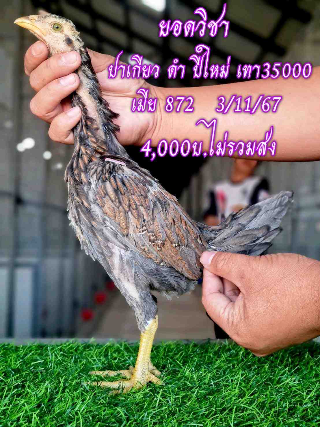 noomrongmee