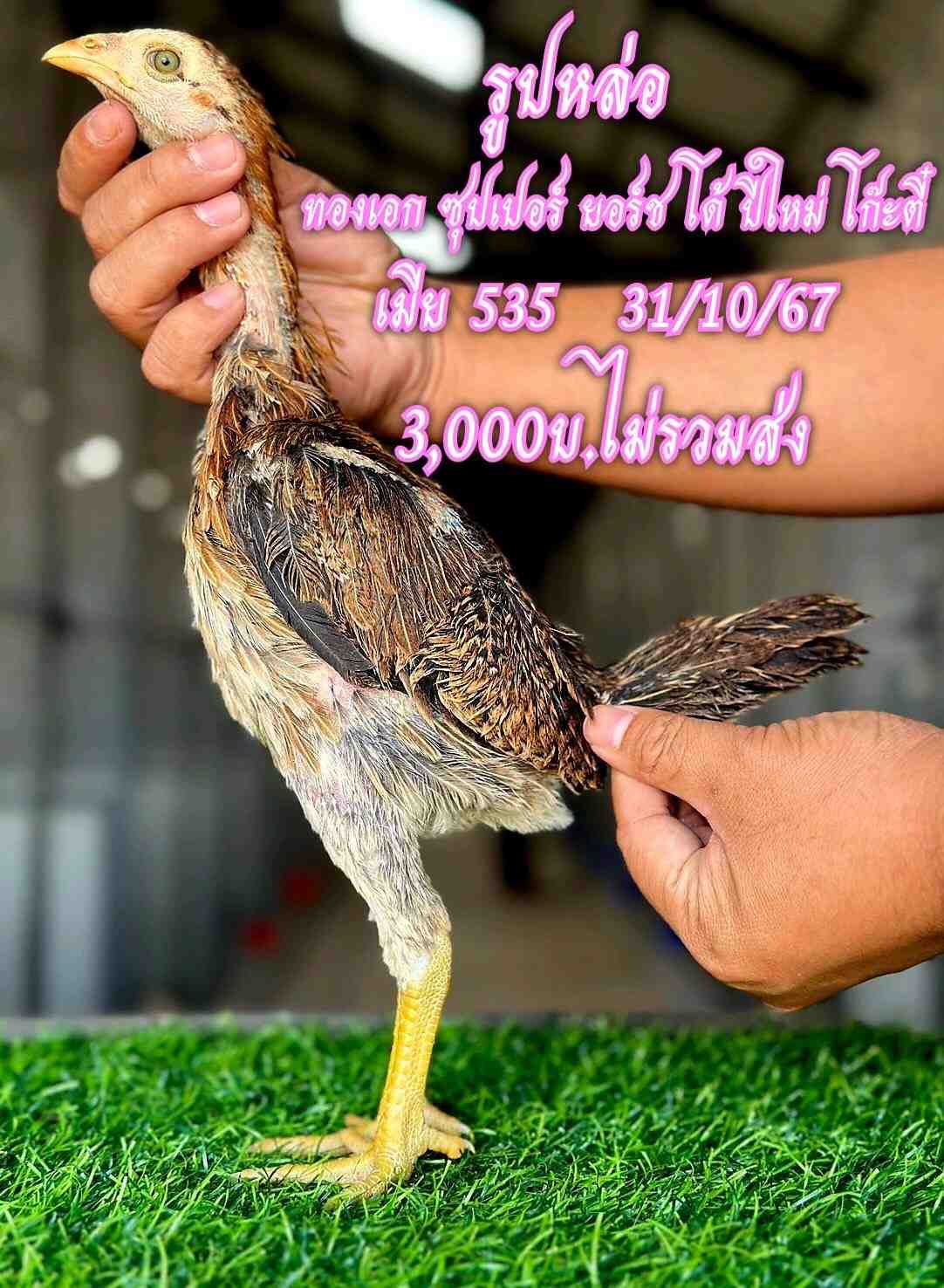 noomrongmee