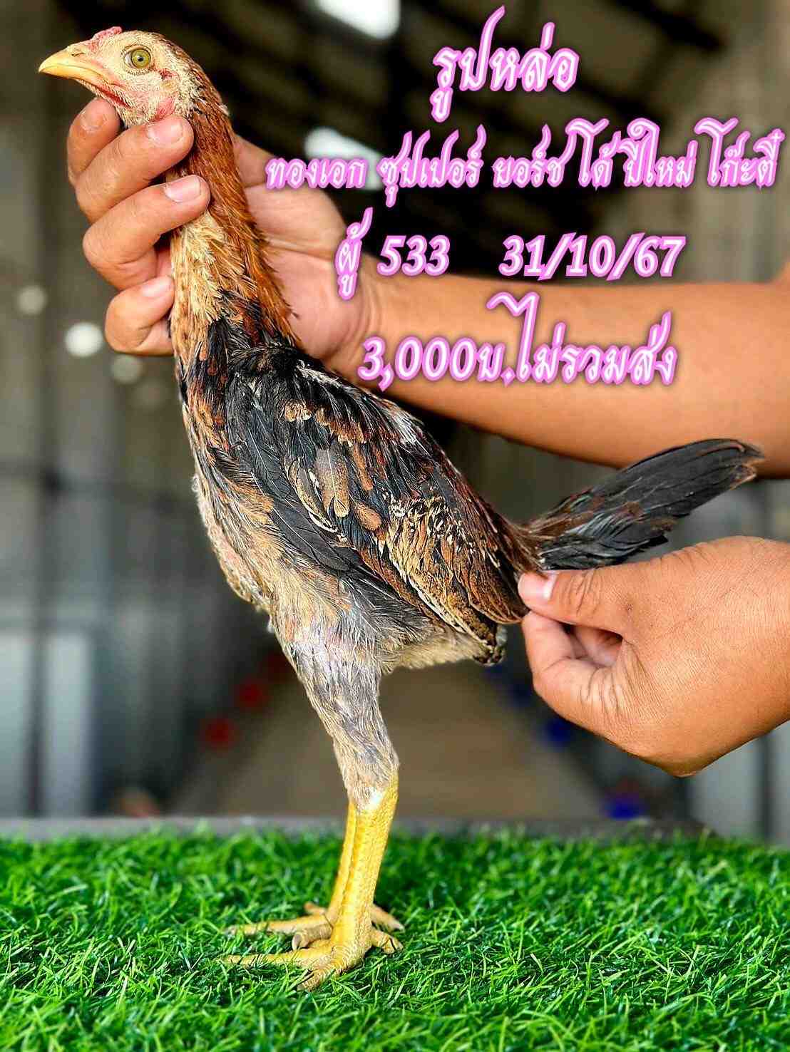 noomrongmee